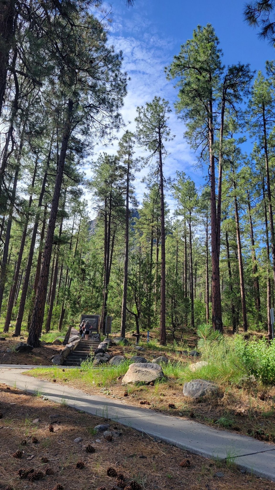 Tall pine trees towering over a paved path and stone steps. - Thumb Butte Trail loop from Thumb Butte