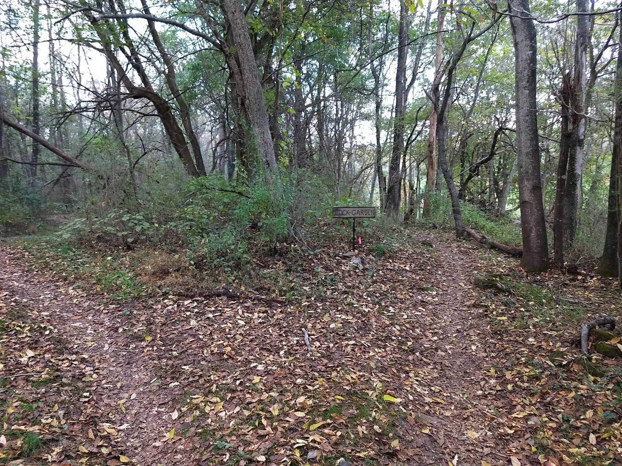 A dirt path forks in a dense, leafy forest under overcast skies. - Yulee and Expressway Trail Loop