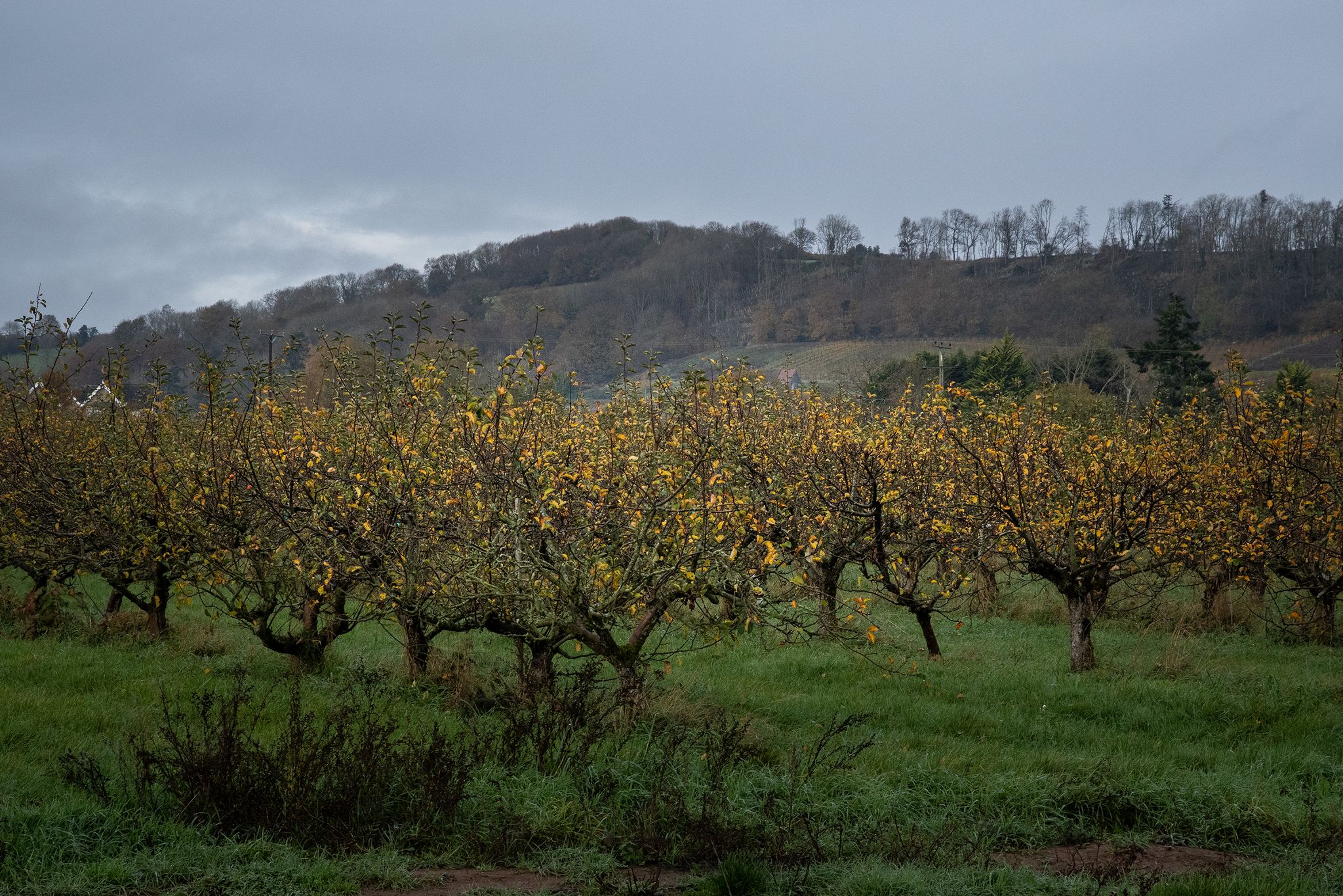 Weston's orchard