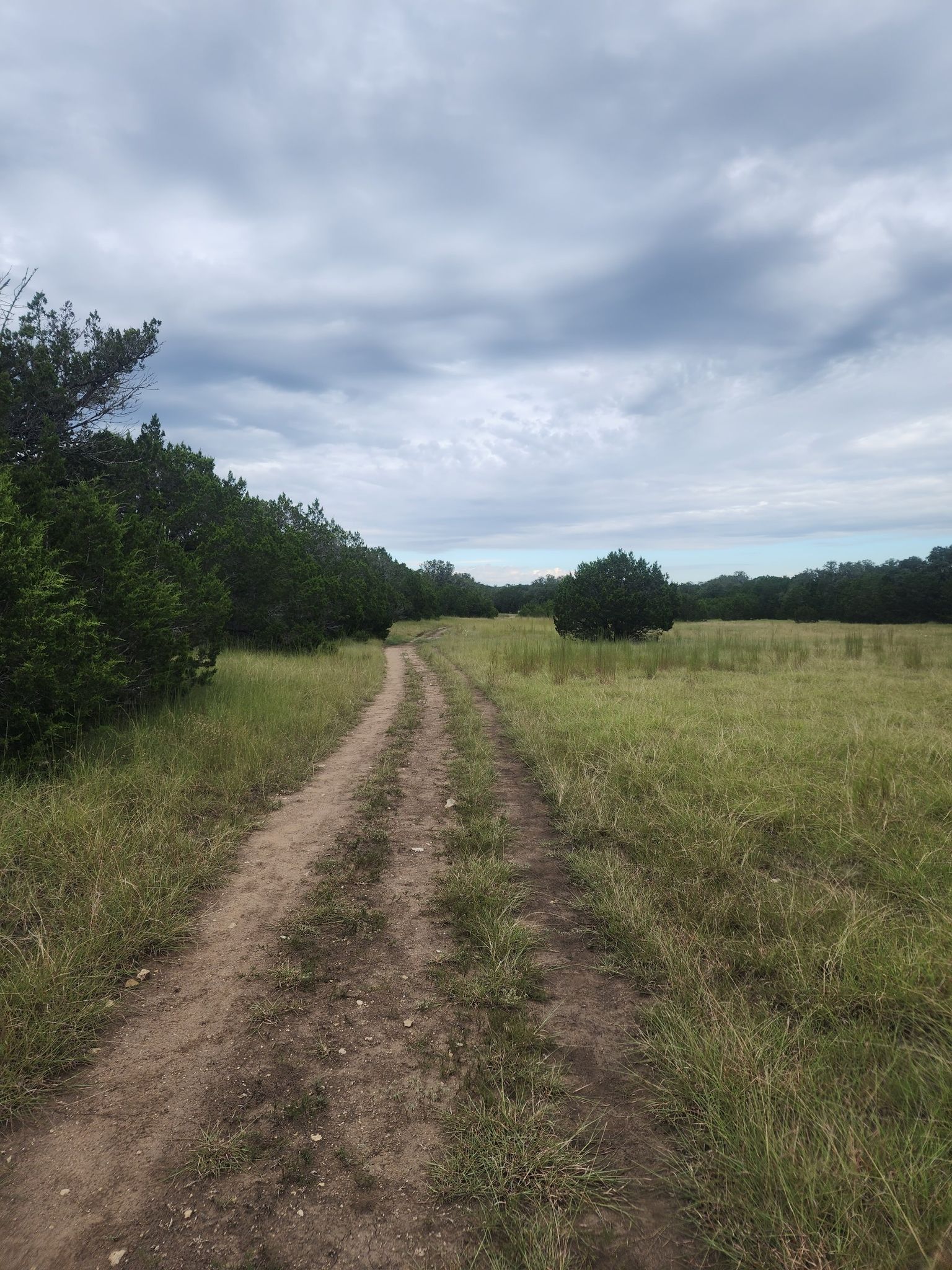 A dirt road through a green grassy field with trees under a cloudy sky. - Bamberger, Golden-cheeked Warbler, and Little Bluestem Loop