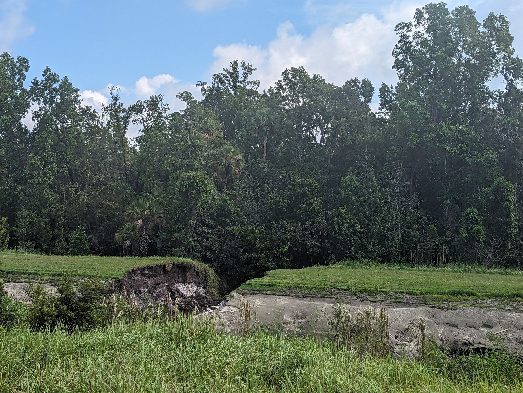 Eroded ground with green grass and dense forest under a cloudy sky. - Cross Seminole Trail loop