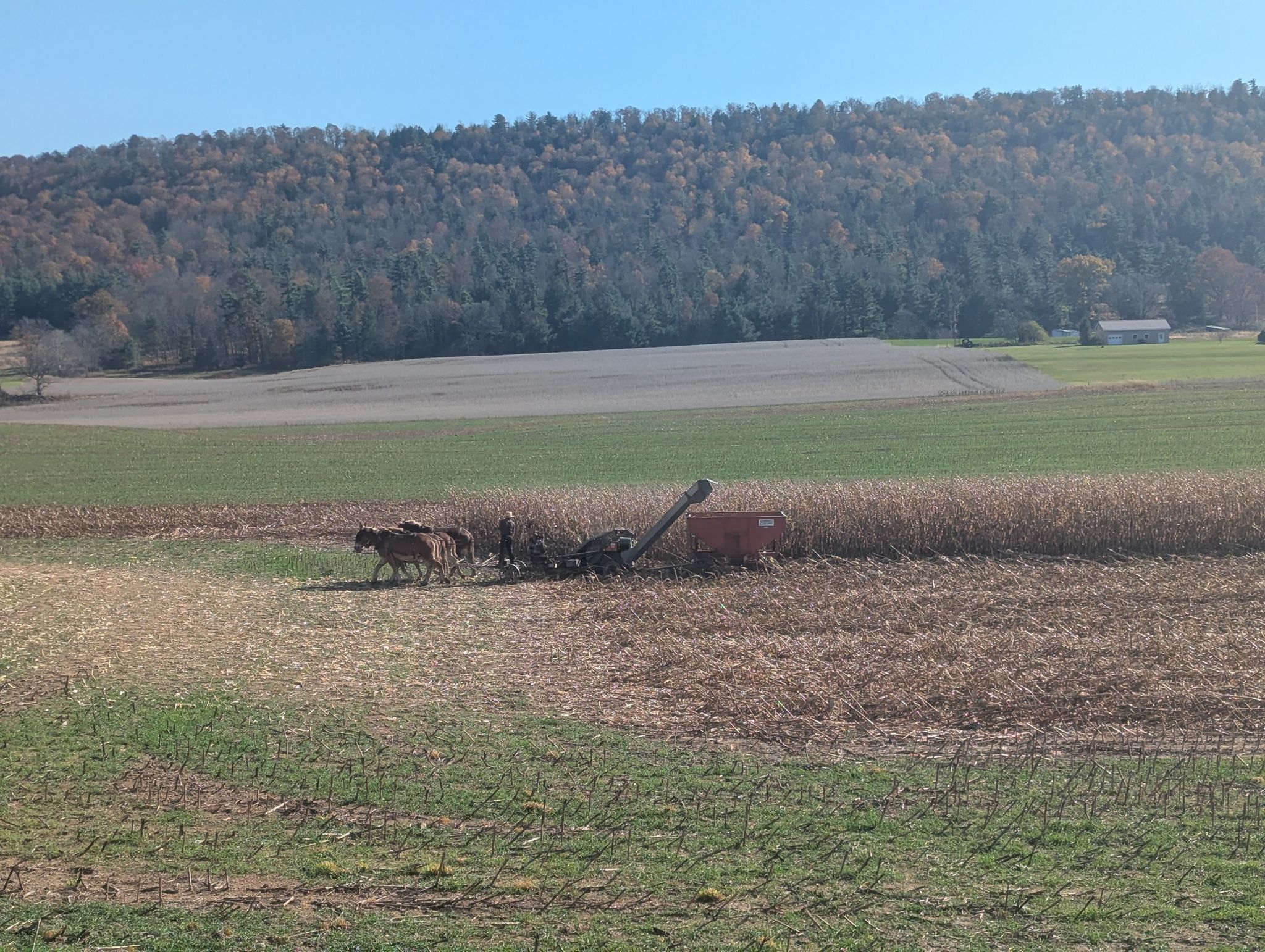 Horses pull farm equipment in sunny fields with distant wooded hills. - Centre Hall to Millheim loop
