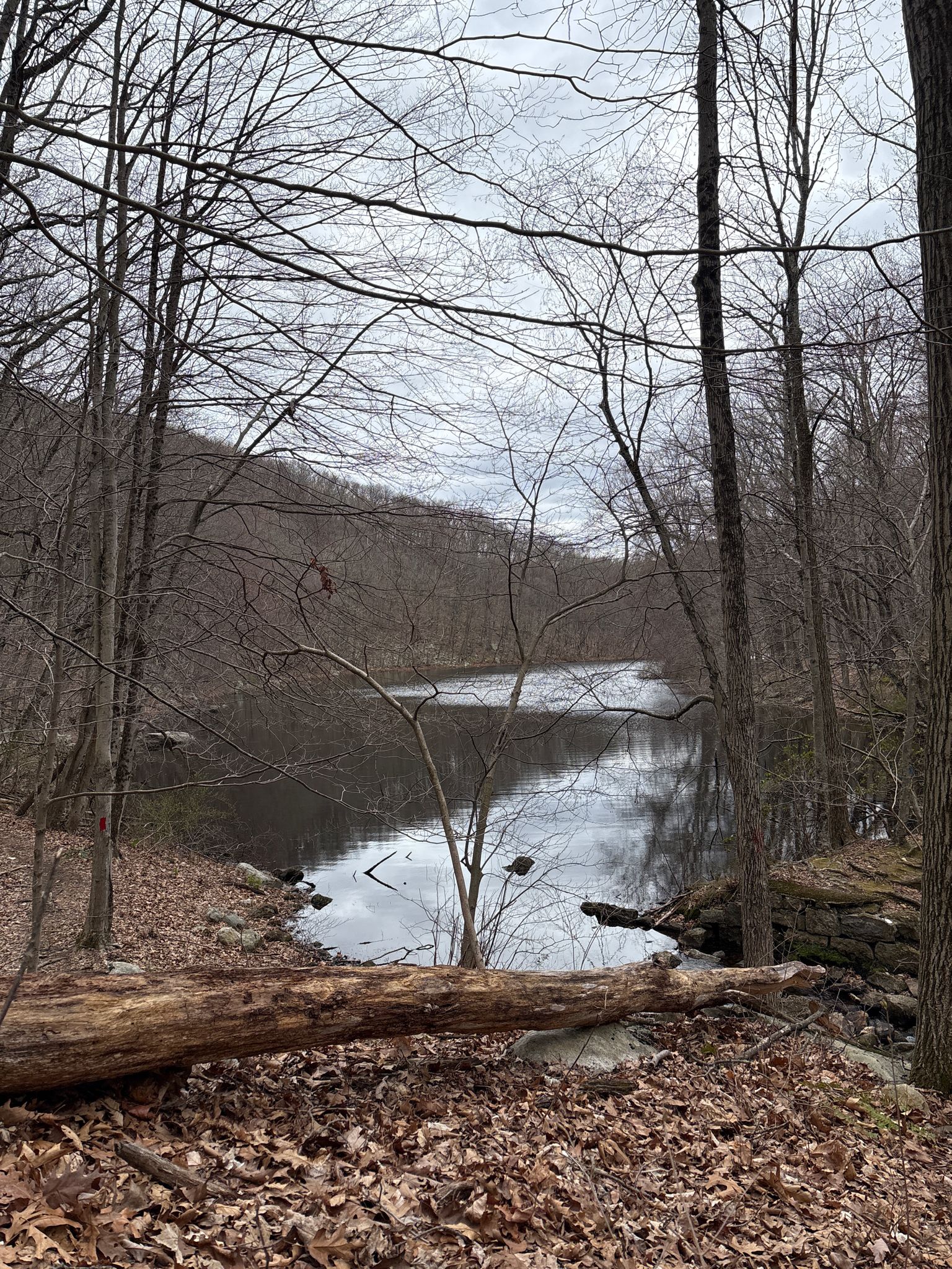 Overcast view of a lake surrounded by bare trees, with a fallen log. - Parks Pond and Picnic Site – Bench in the Forest loop from Danbury