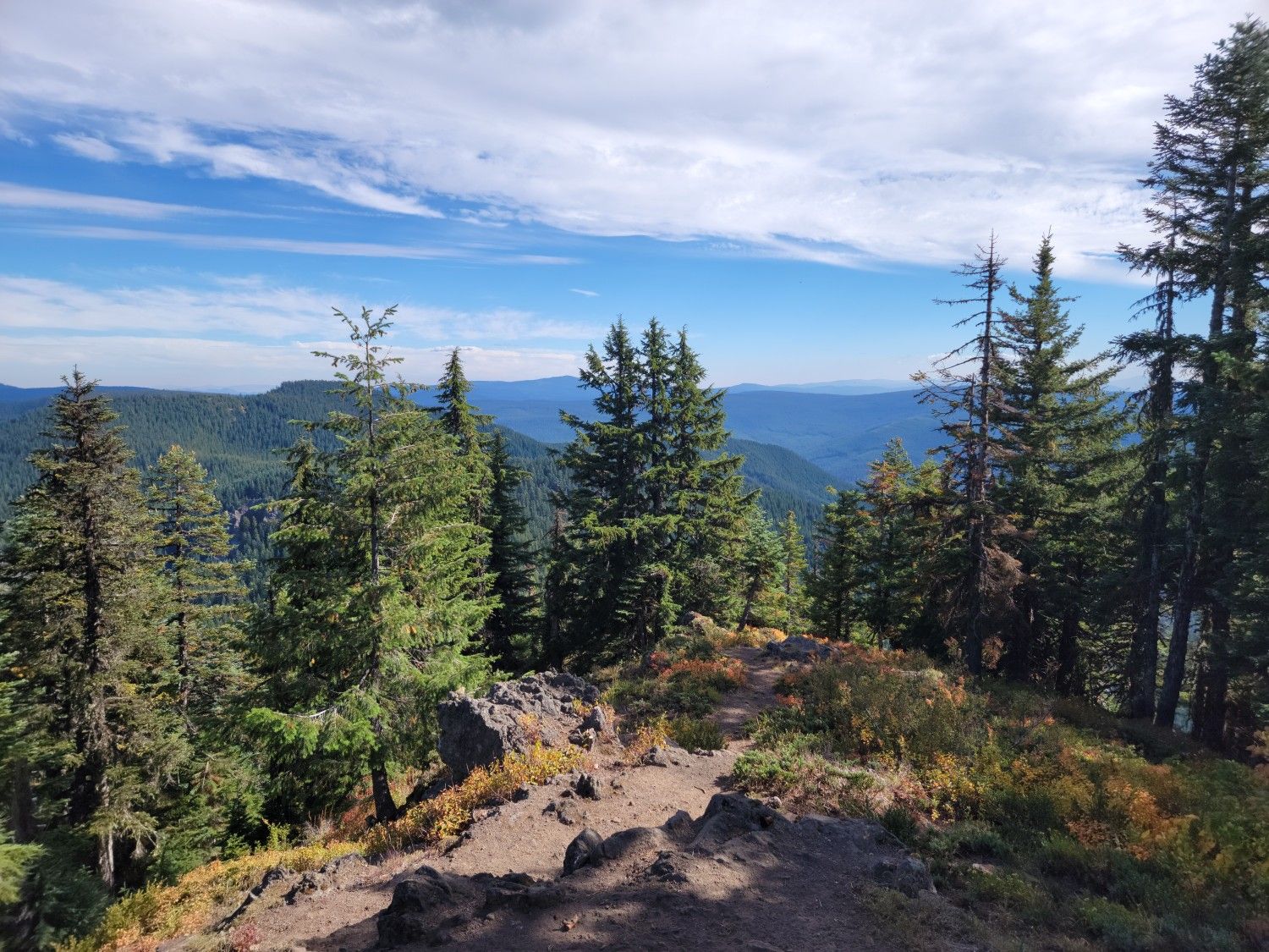 Sunny mountain ridge with pine trees overlooking distant forested peaks and blue sky. - Devil's Peak