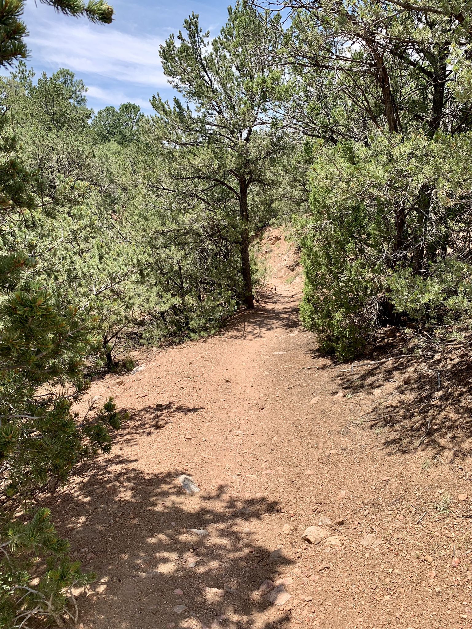 Shaded dirt path through a dense pine forest on a bright day. - Atalaya Mountain Trailhead loop from St. John's College