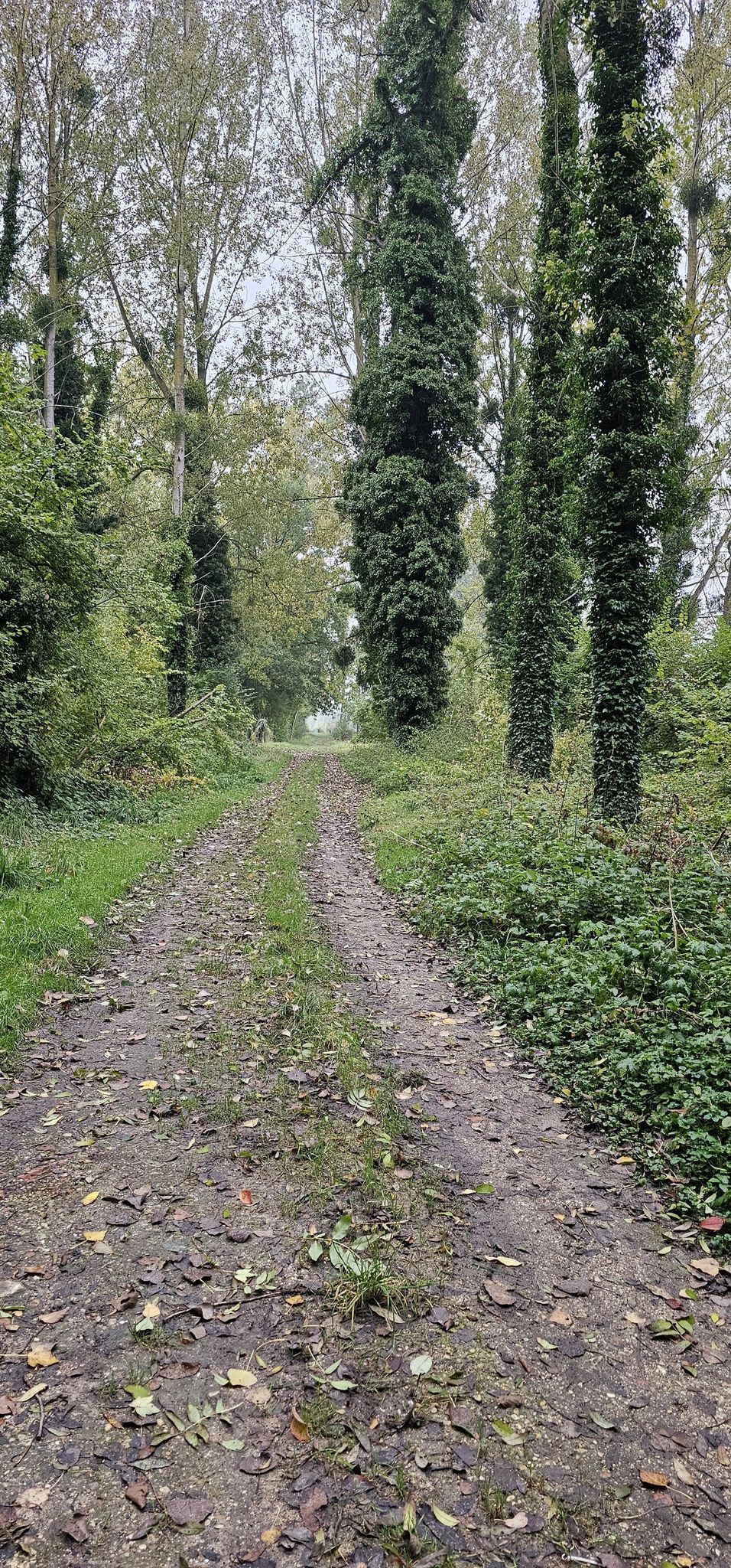 sous bois
