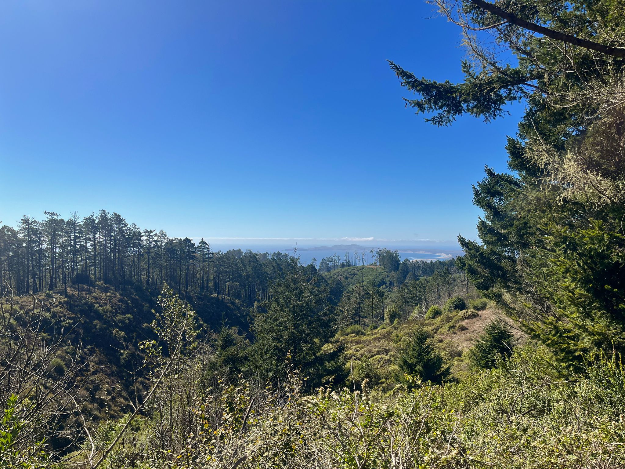 Expansive view of dense pine forests covering rolling hills under a clear sky. - Mount Wittenberg via Sky Trail