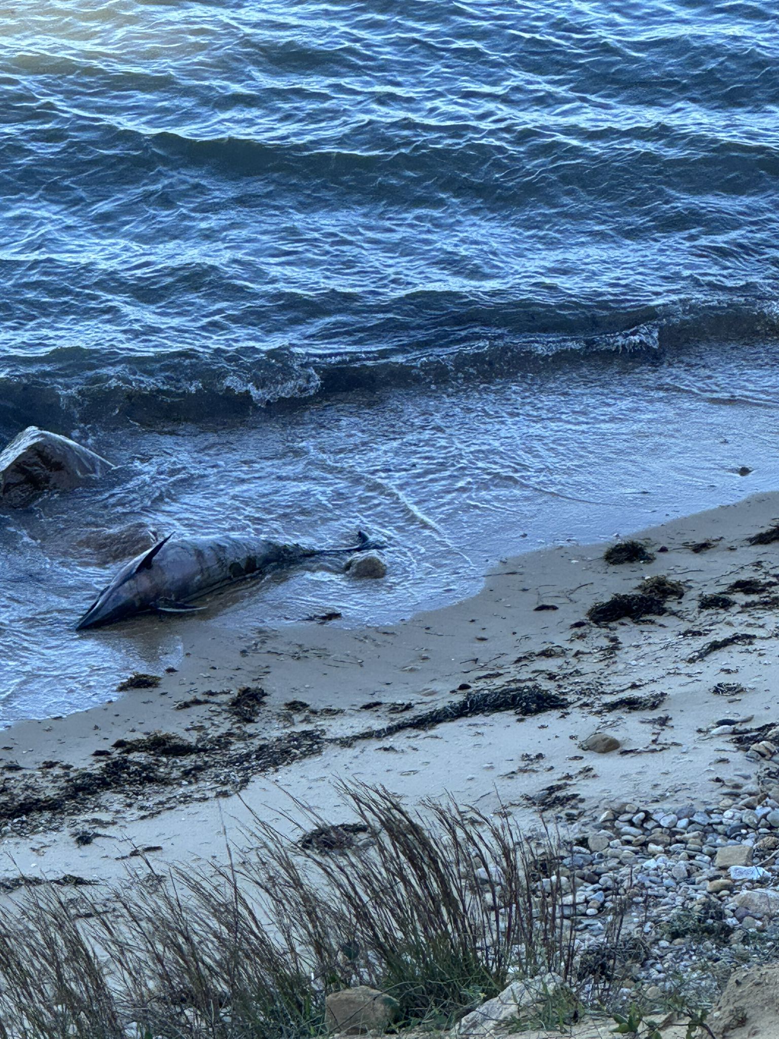 A deceased marine animal lies partially submerged on a sandy beach. - Hither Hills West Overlook Trail
