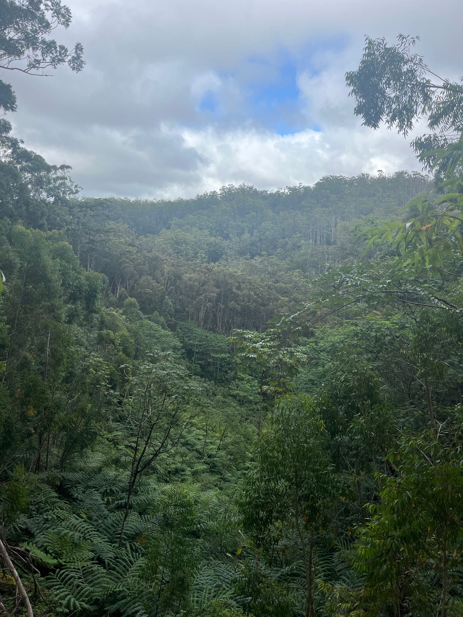 Lush green valley filled with dense forest under an overcast sky. - Wahiawa Hills Trail Loop