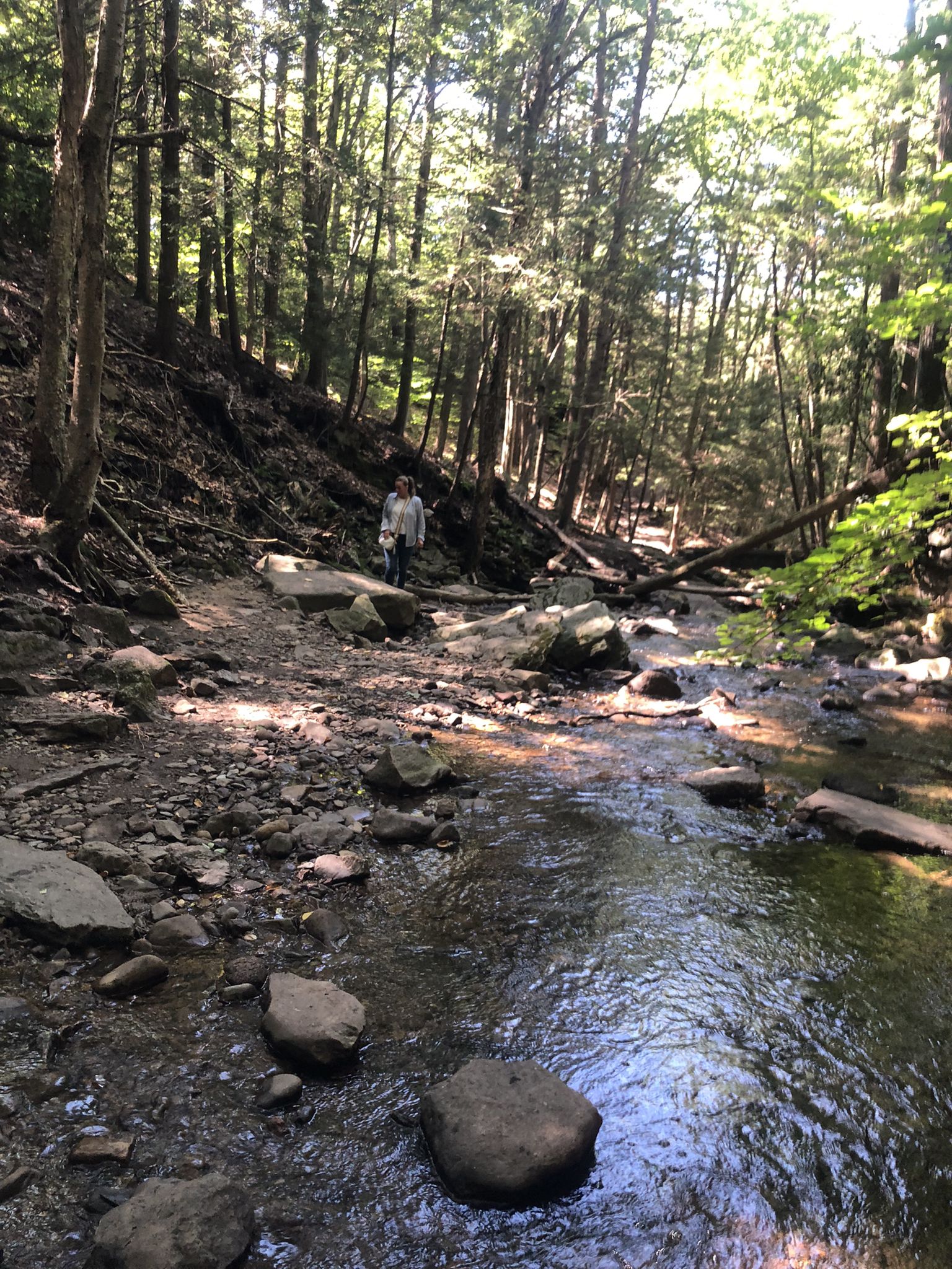 A person walks along a rocky stream bed in a sun-dappled, dense forest. - Seven Tubs Recreation Area loop from Laurel Run