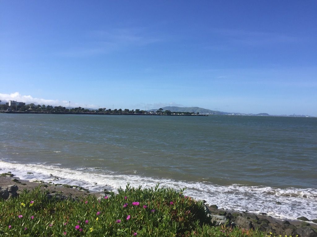 Waves gently breaking on a rocky shore with green and pink plants in the foreground. - Milbrae downtown — Camino Real – Coyote Point Recreation Area loop from San Bruno