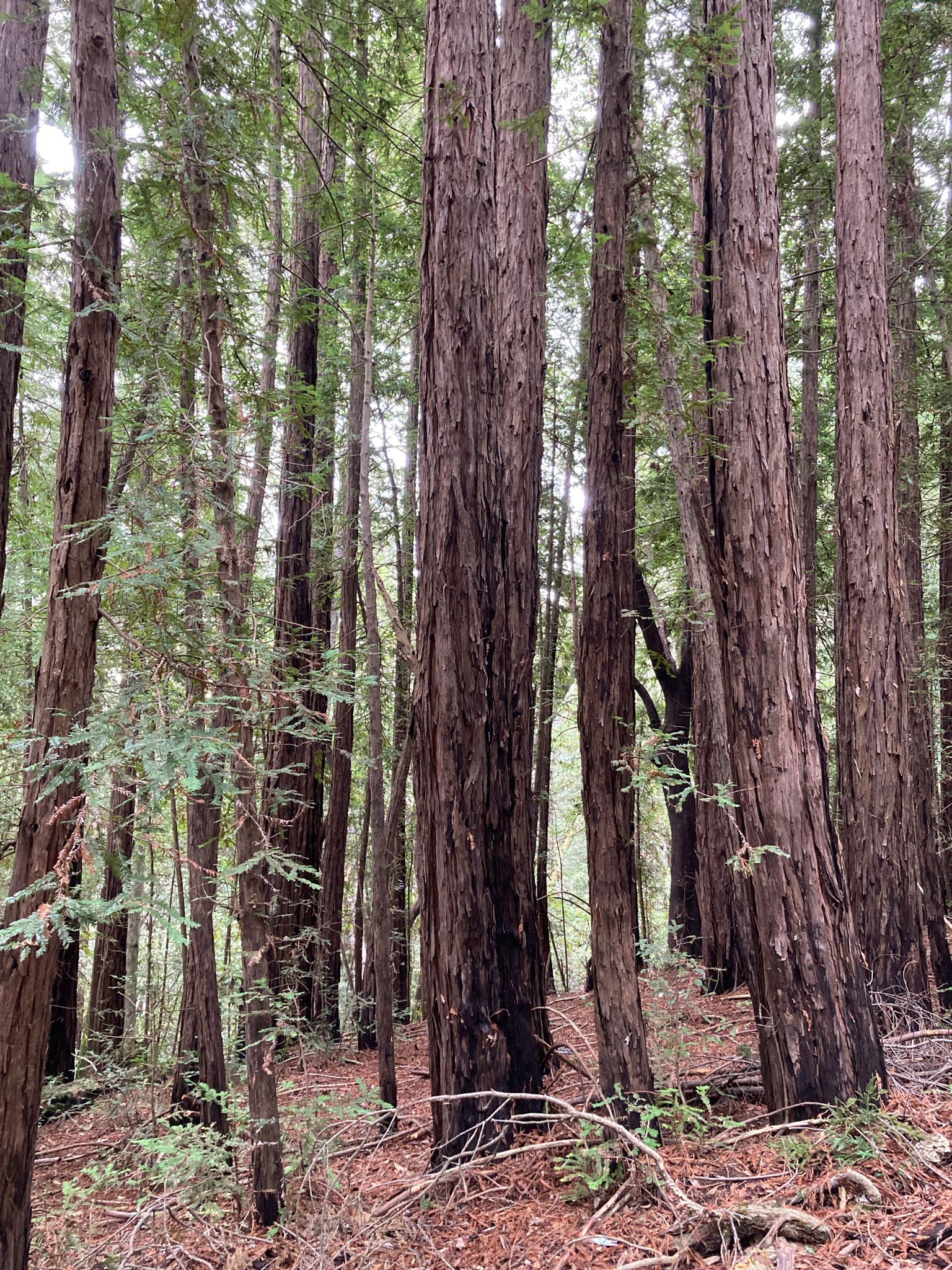 Tall, straight tree trunks in a dense, sunlit forest. - Nature Trail, Merry Go Round and Ridge Trail Loop