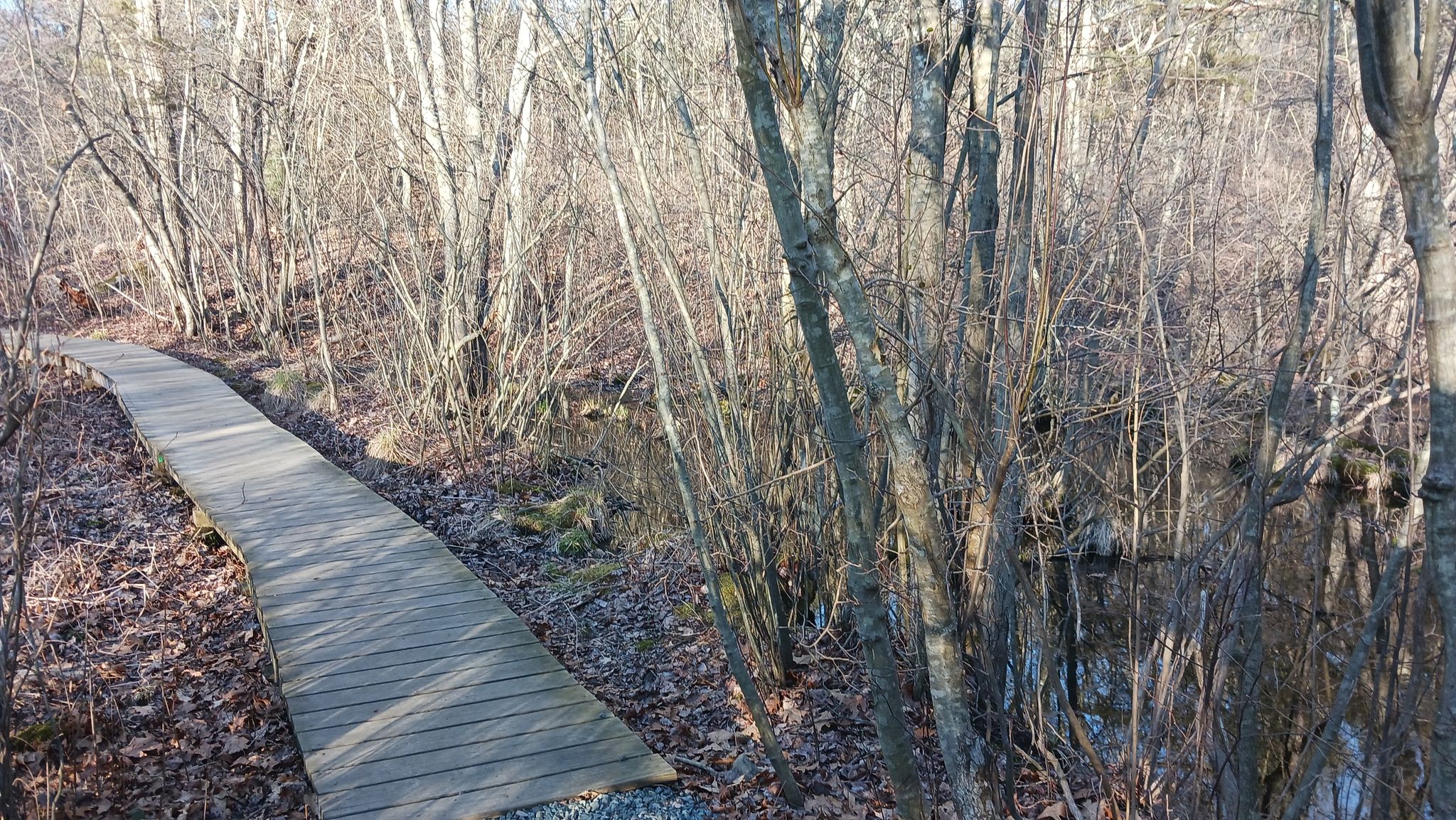Wooden boardwalk path winding through a sunlit, bare winter forest. - Salem Woods Loop