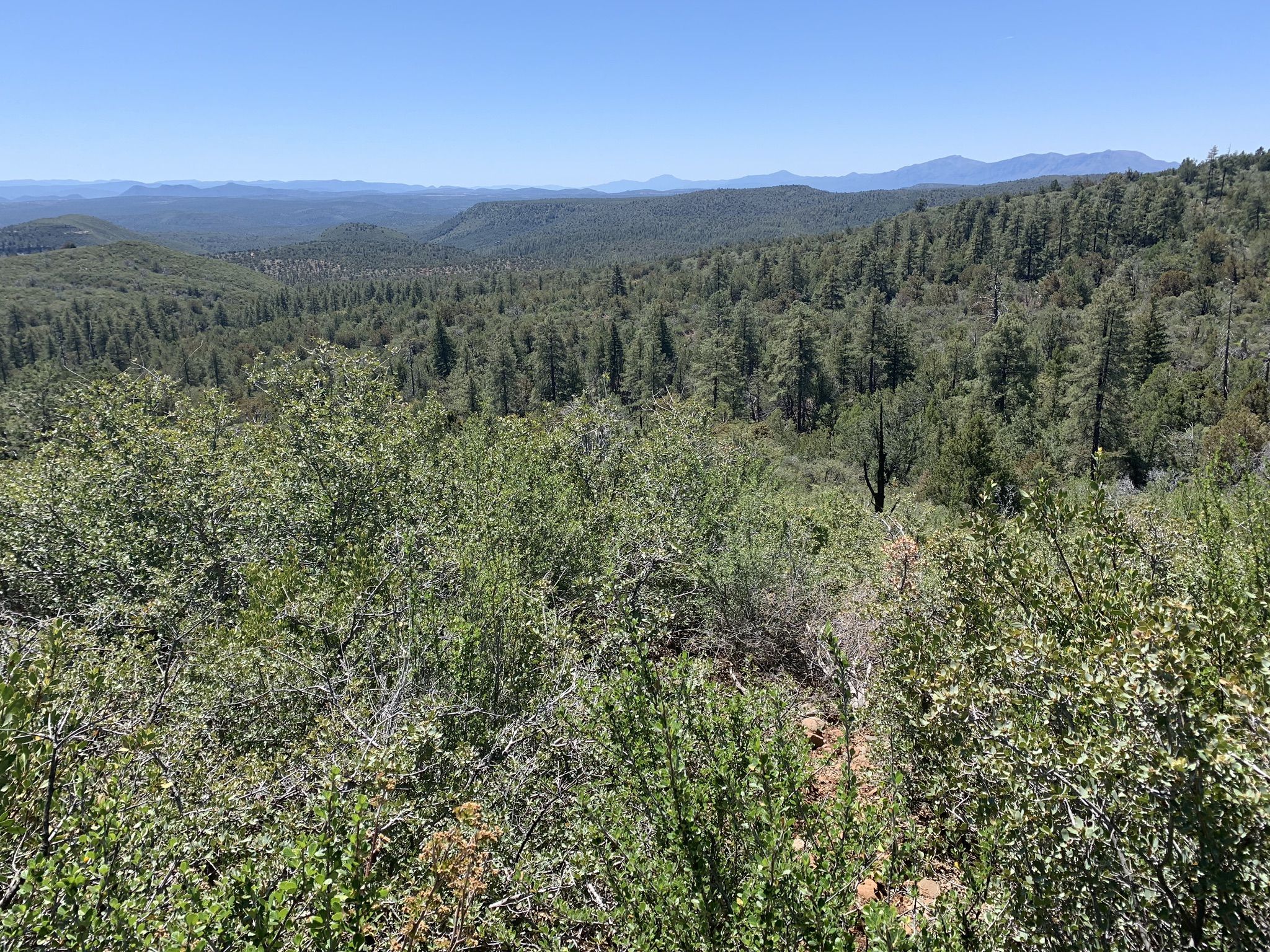 Panoramic view of a vast green forest and distant mountains under a clear blue sky. - Red Rock Spring Trail to Highline Trail
