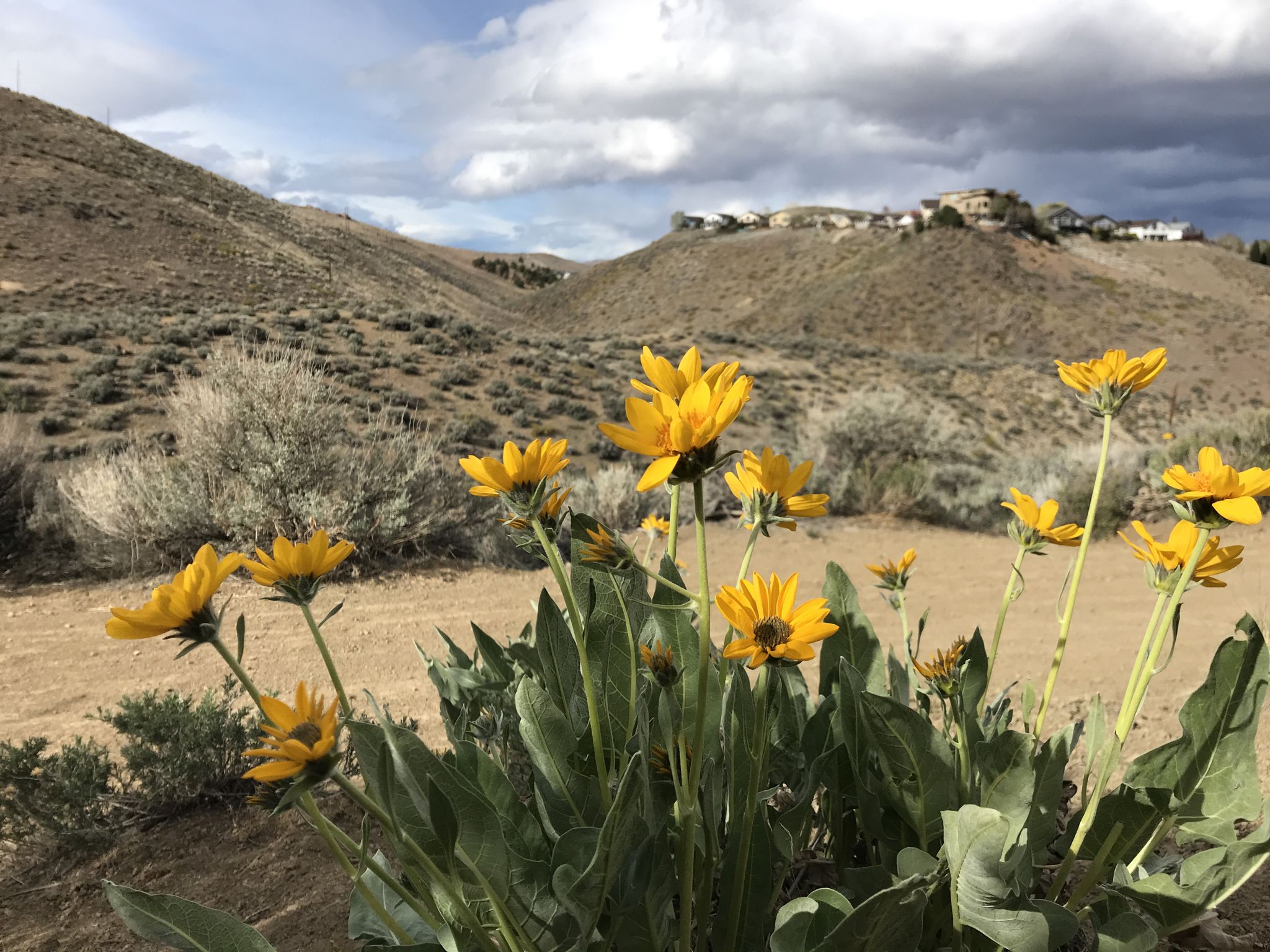 Bright yellow wildflowers bloom in an arid, hilly landscape under a cloudy sky. - Peavine Halo and Poedunk Loop