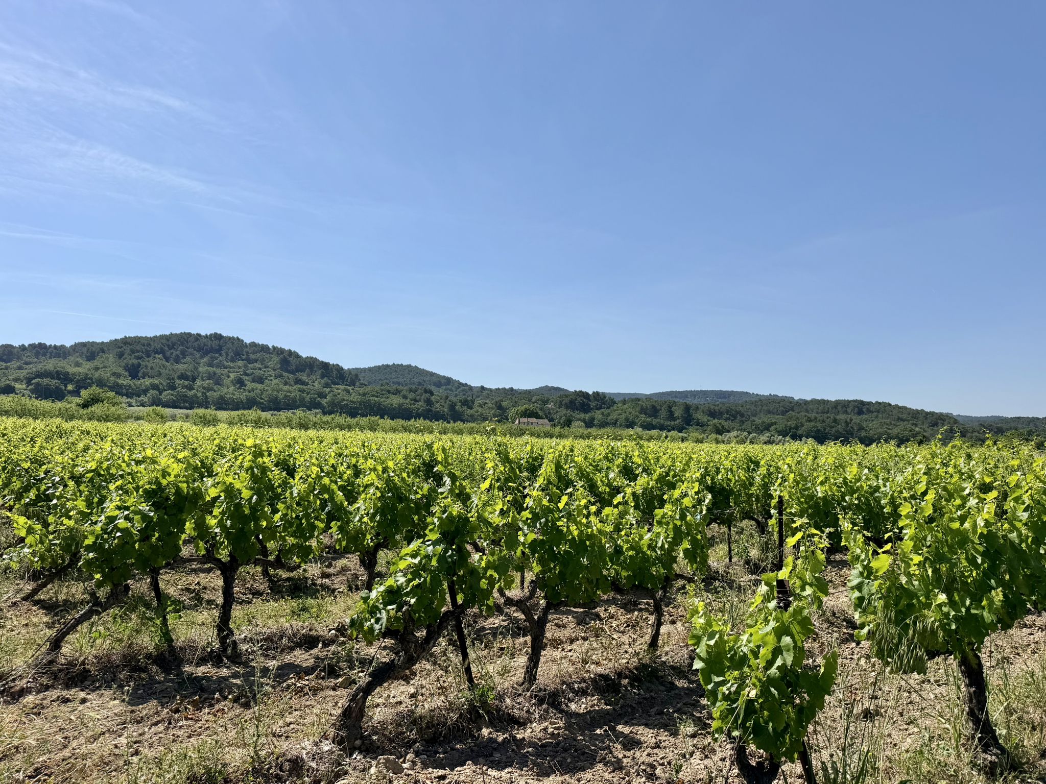Vignobles