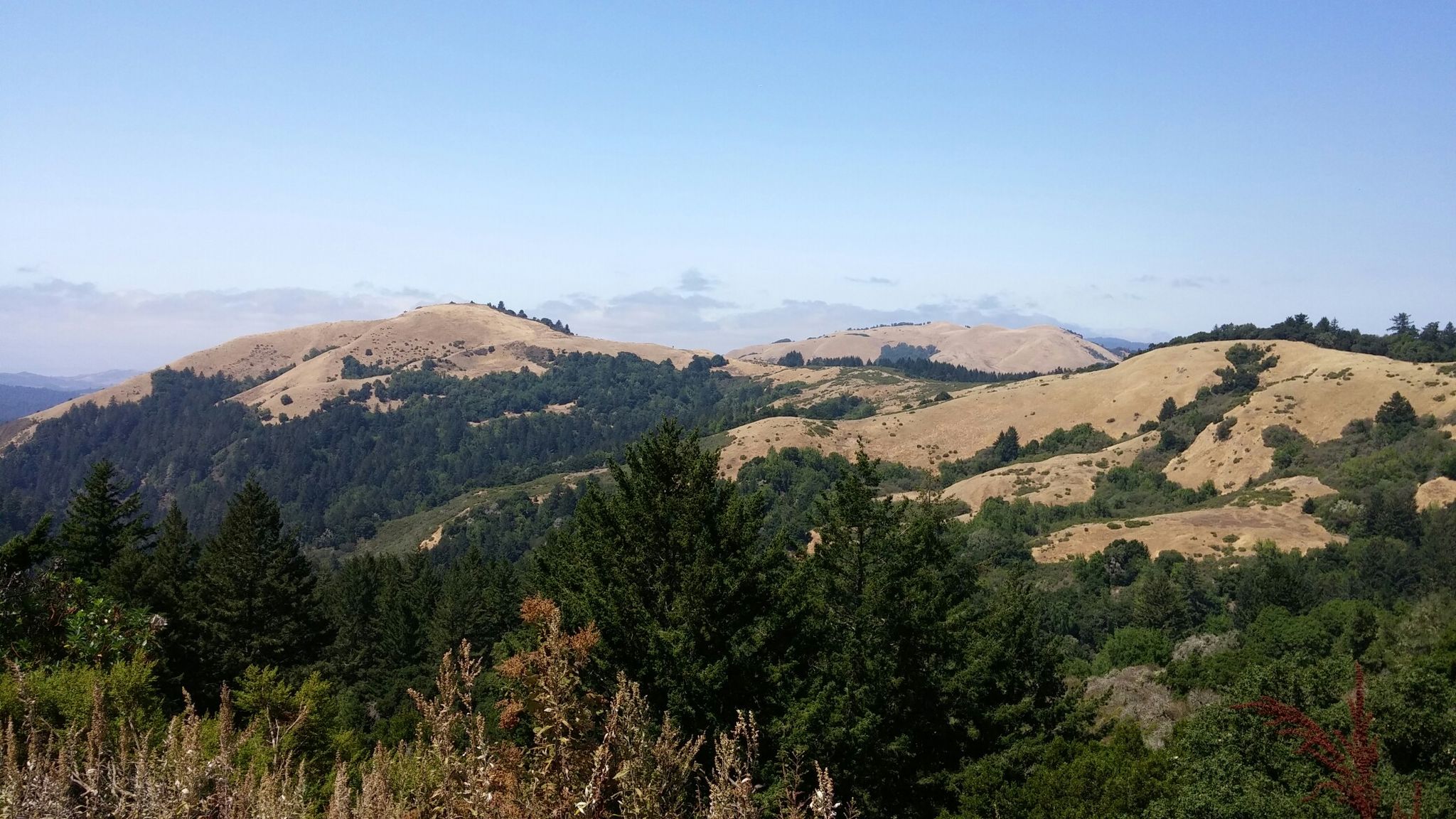 Forested hills in foreground, golden treeless hills and distant mountains under a clear sky. - View of Skyline Ridge – Mountain Ridge View loop from La Honda