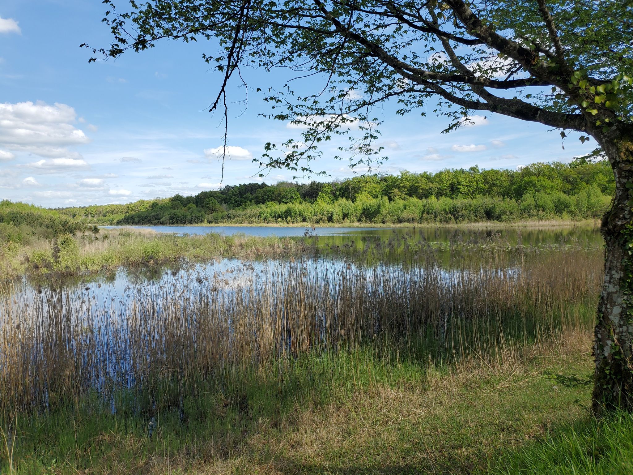 Vitry-aux-Loges - Etang de Morches