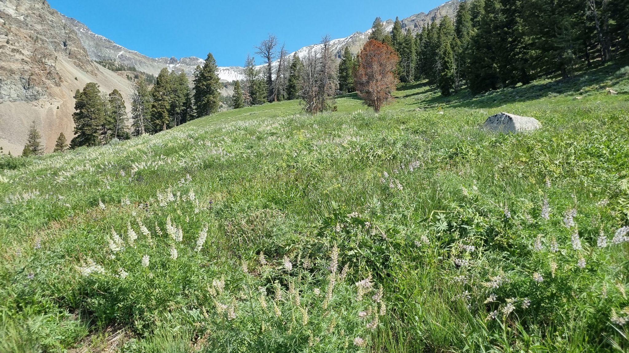 Lush green mountain meadow with wildflowers, rocky slopes, and distant trees. - Silver Lake