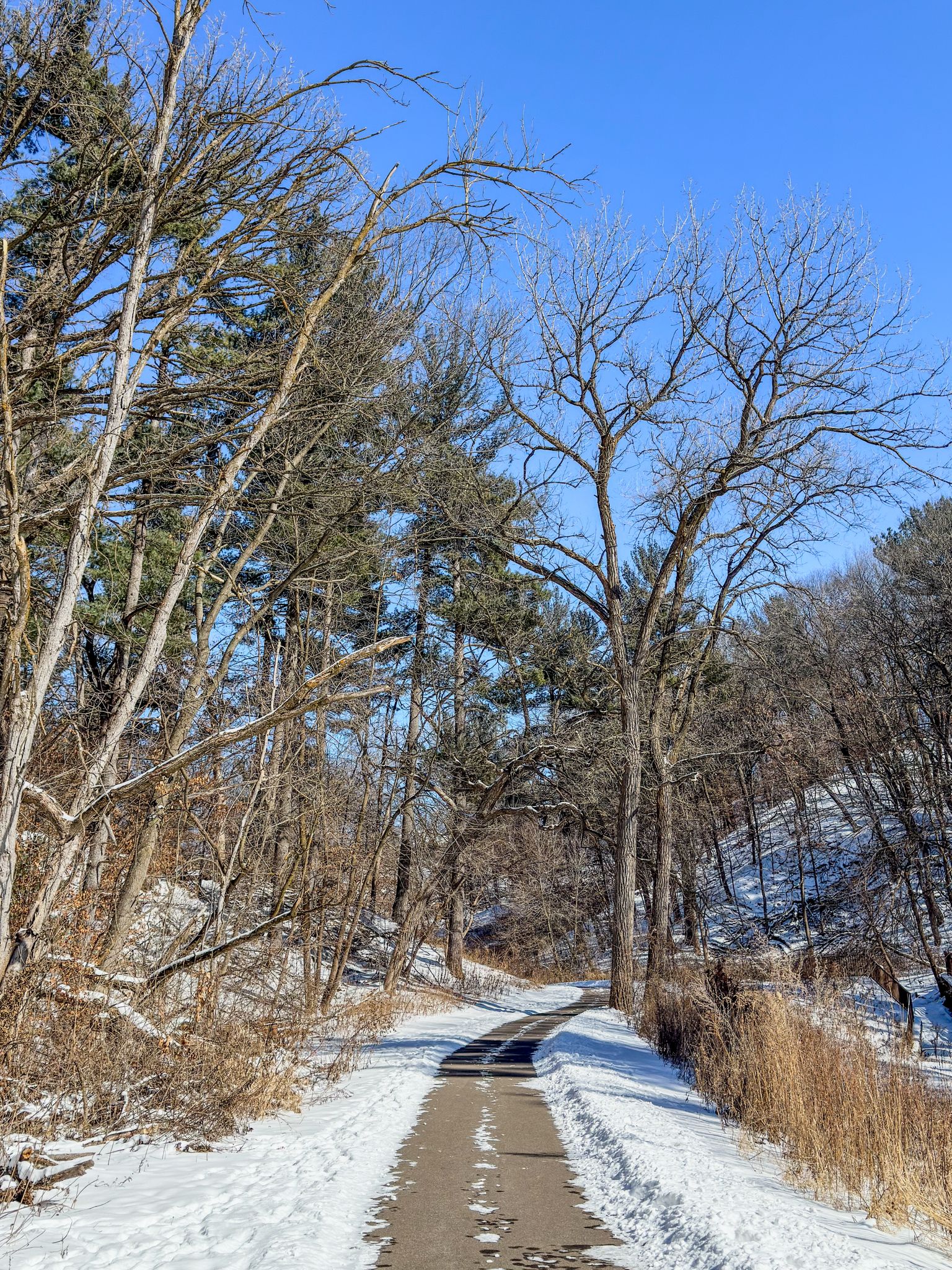 A snow-dusted paved path winds through a winter forest with tall trees. - Mountainbike loop from Southeast