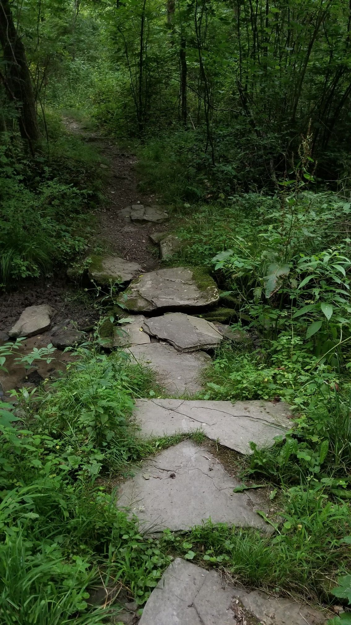 Stone slabs form a path crossing a small stream in a lush green forest. - Frances Slocum State Park loop