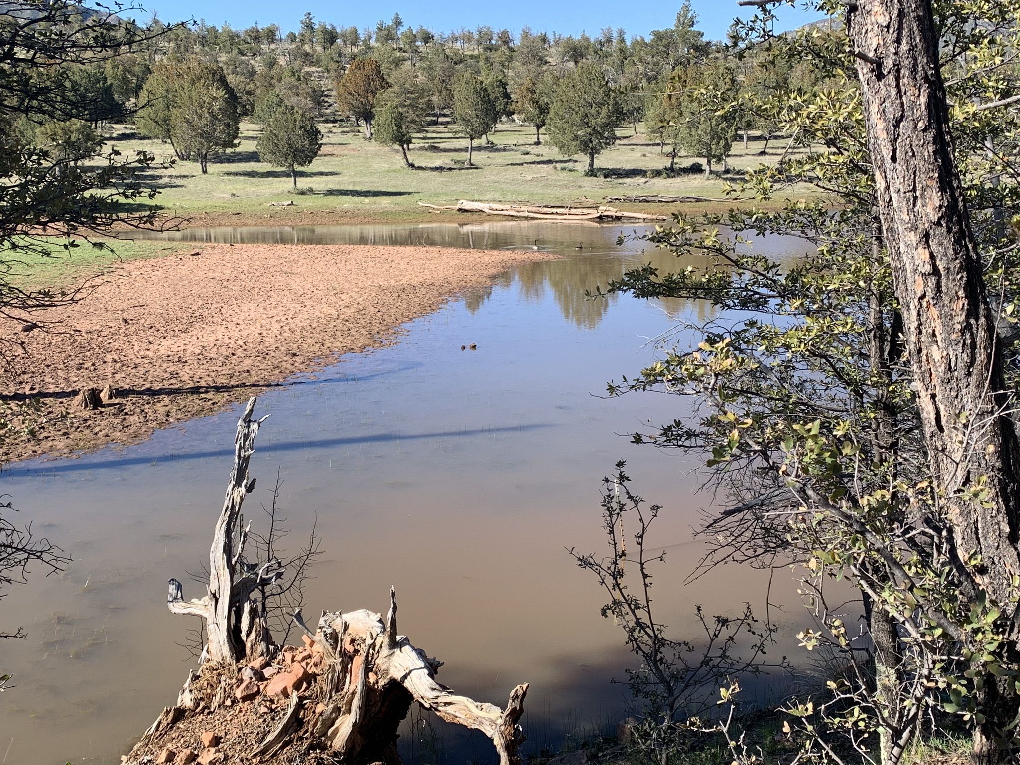 Muddy pond with dirt bank, surrounded by green grass and scattered trees. - Pine Strawberry Trail #15