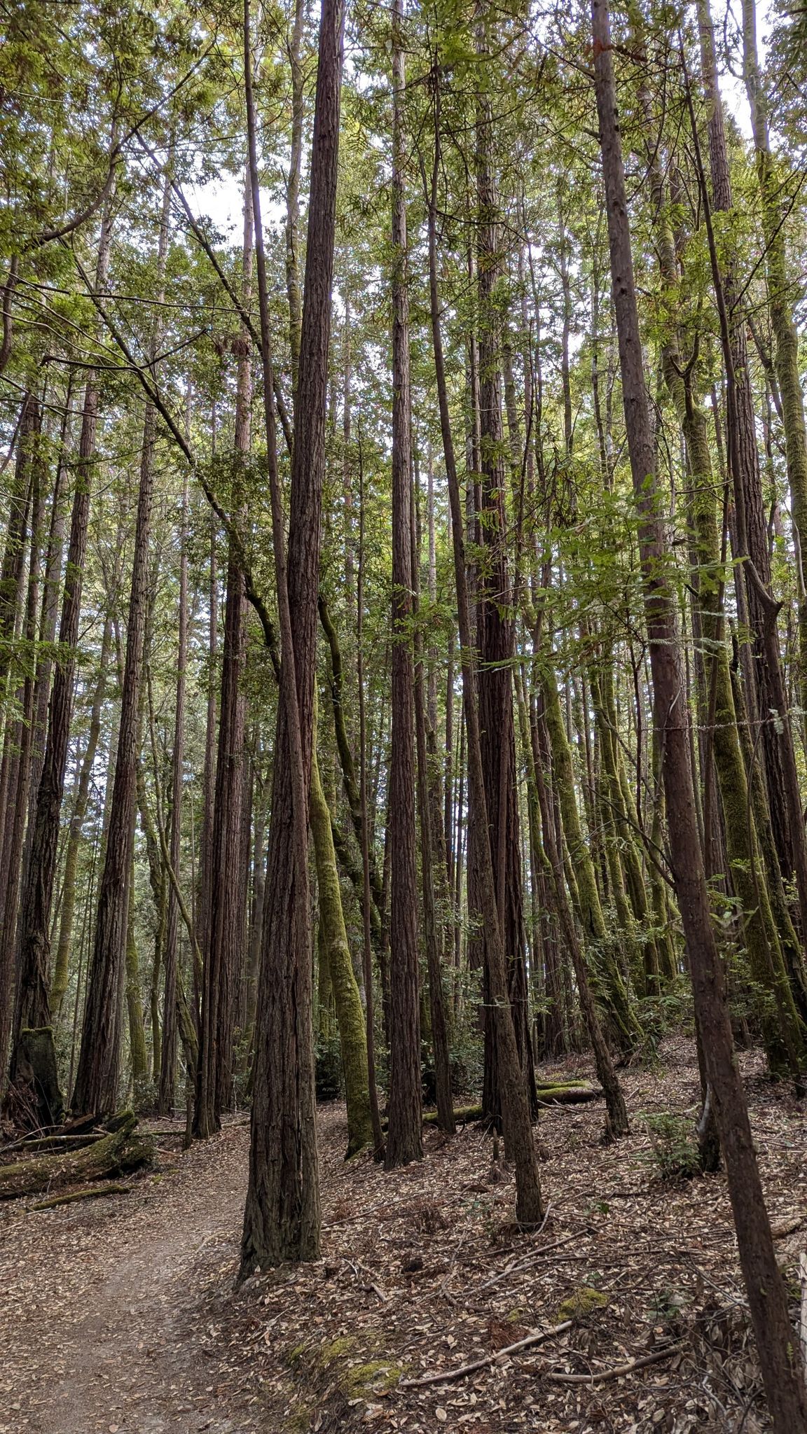 Tall, mossy trees line a dirt path in a dense, shaded forest. - Salt Point State Park Loop