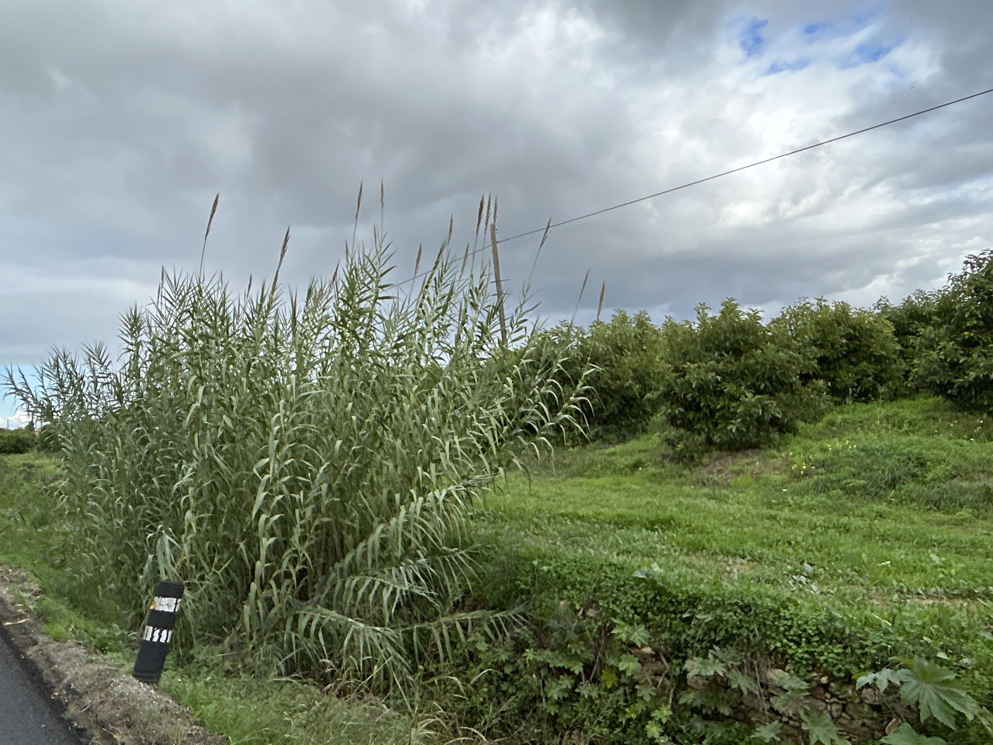 Obstplantage