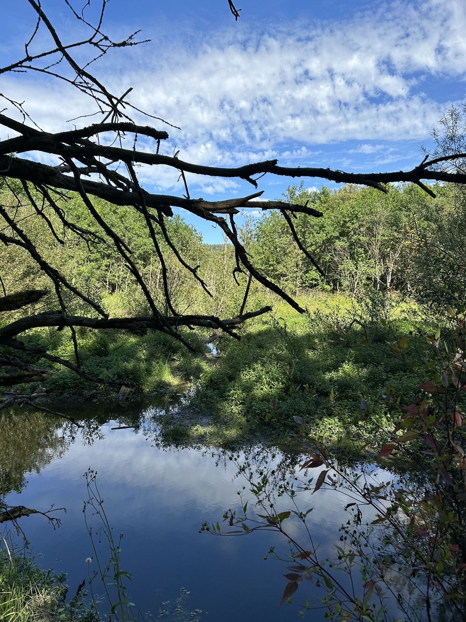 Der Ellebach