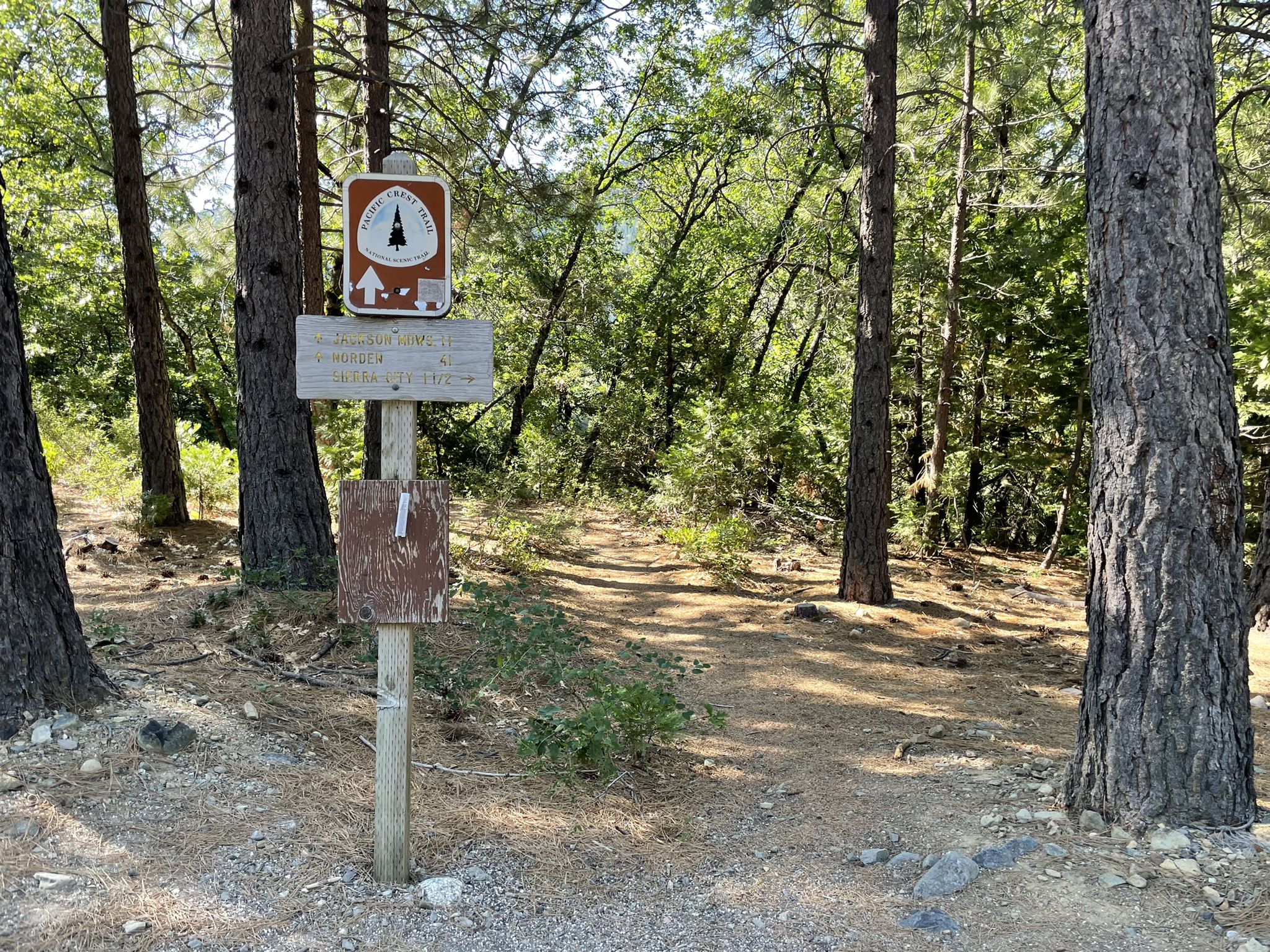 A wooden trail sign stands on a dirt path in a sunlit forest. - Sierra City & Sierra Buttes Scenic Overlook from Downieville