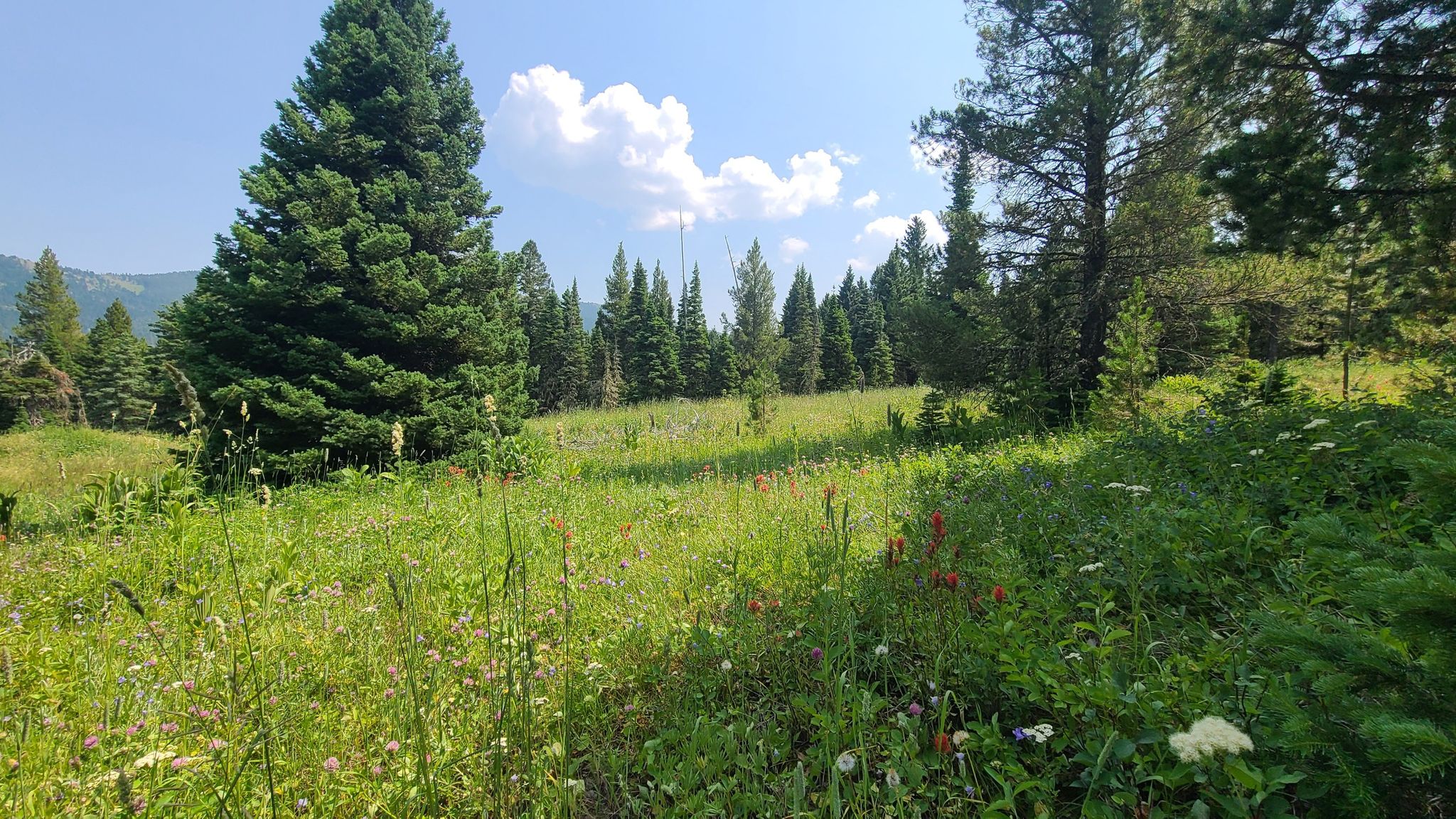wildflowers