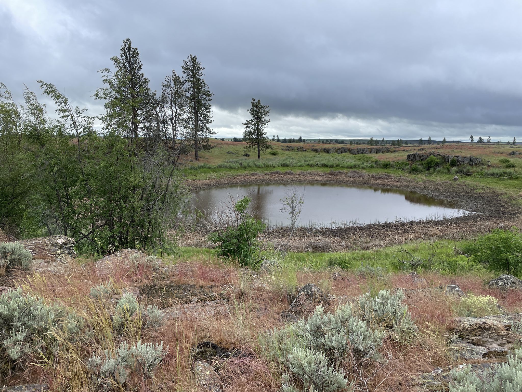 Small pond in a grassy field under a cloudy sky, with scattered trees. - Fishtrap and Hog Canyon Loops