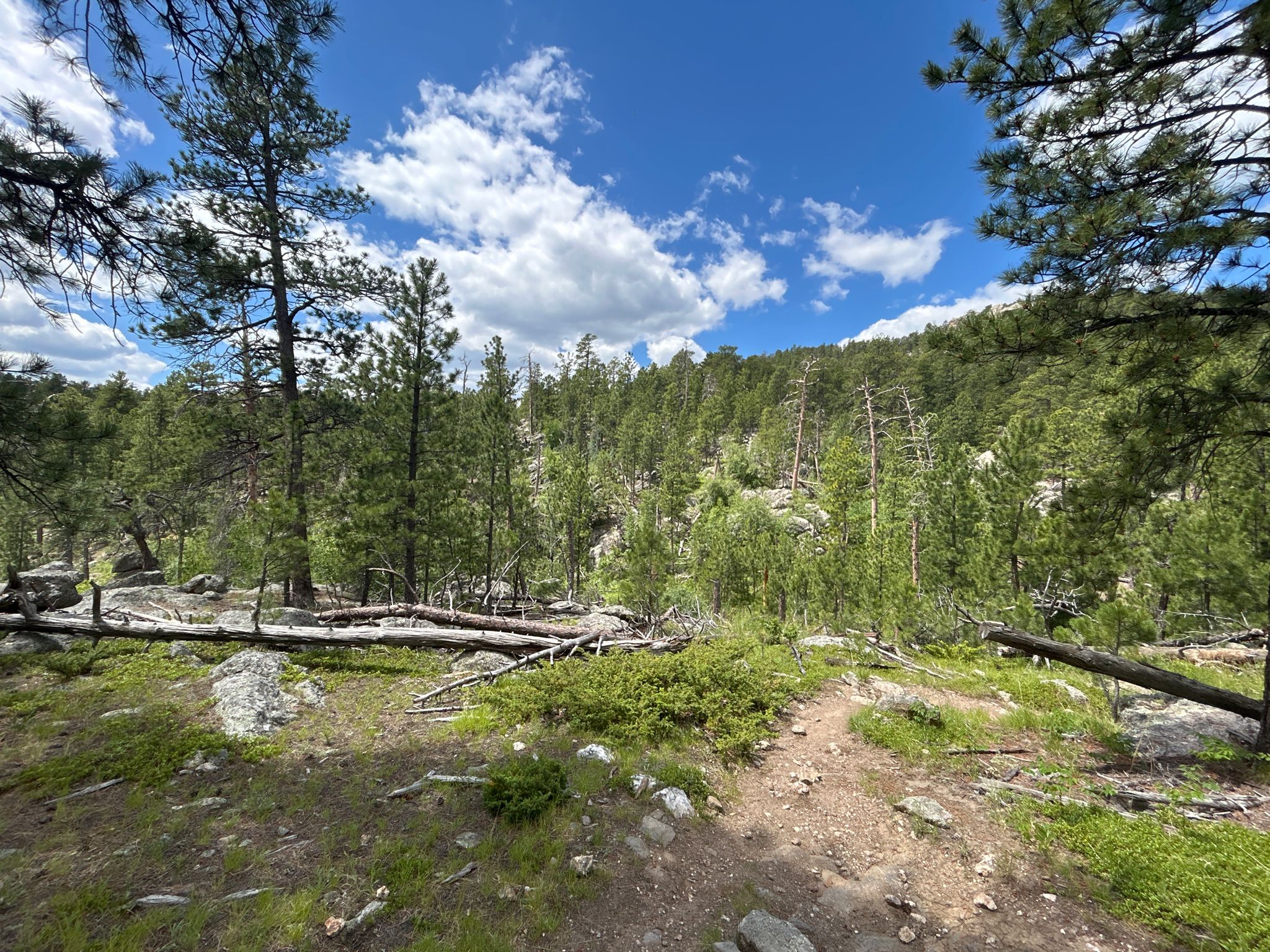 A sunlit forest trail with fallen trees and distant rocky hills under a blue sky. - Blackberry and Centennial Trail to Horsethief Lake