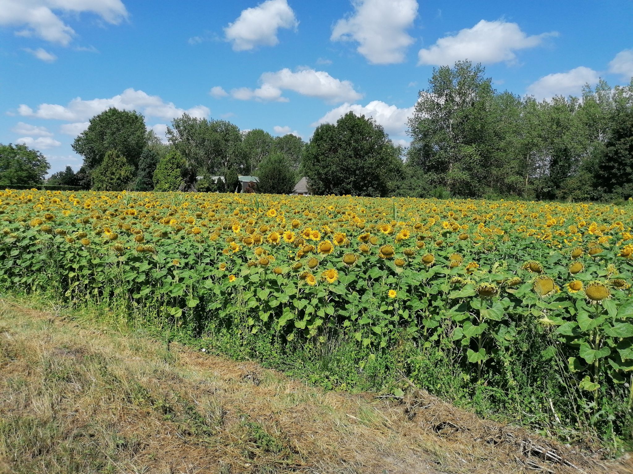 Ein Sonnenblumenfeld am Wegesrand
