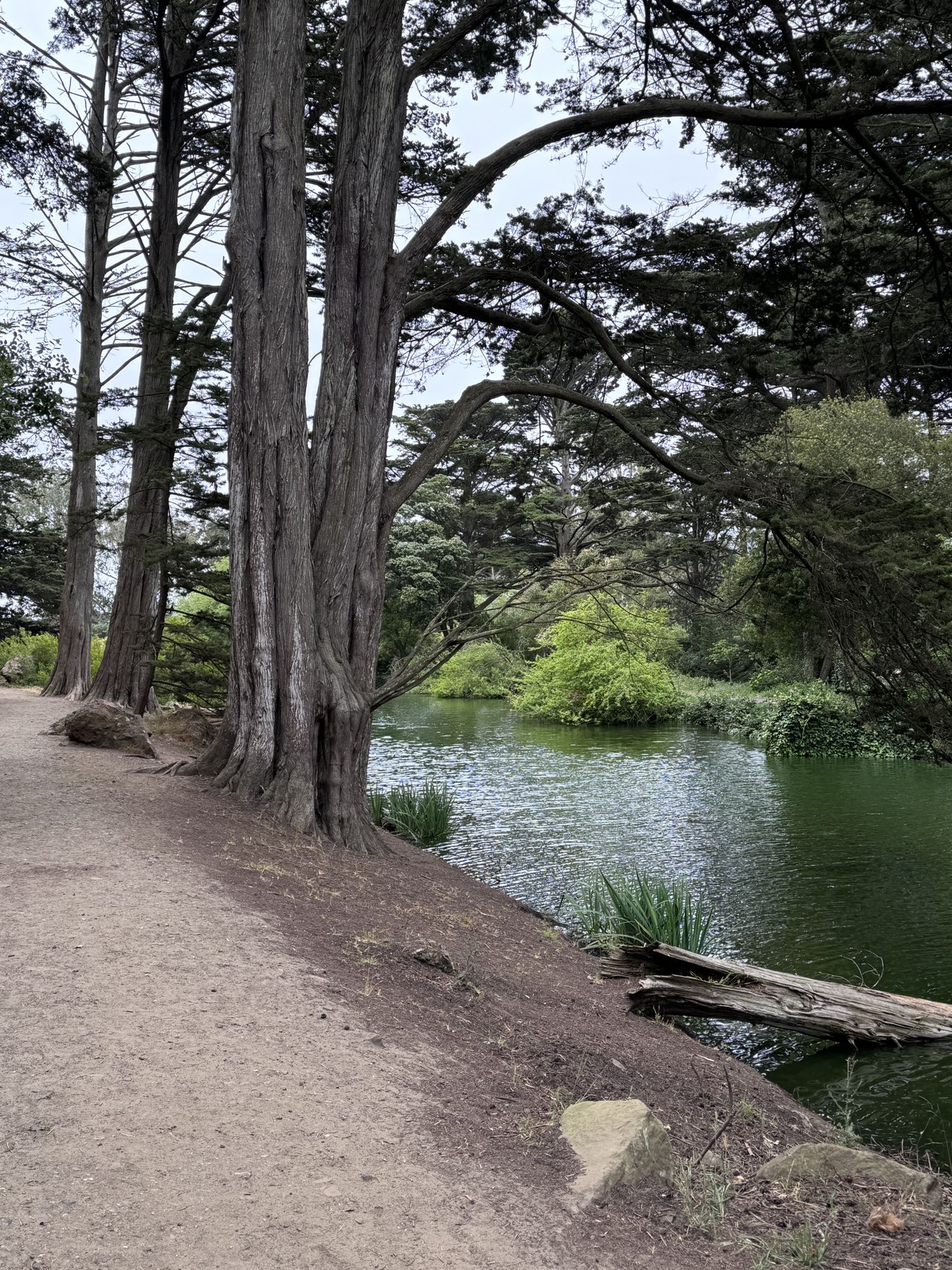 Dirt path next to a tranquil pond, lined with tall trees. - San Francisco Crosstown Trail - Section 4