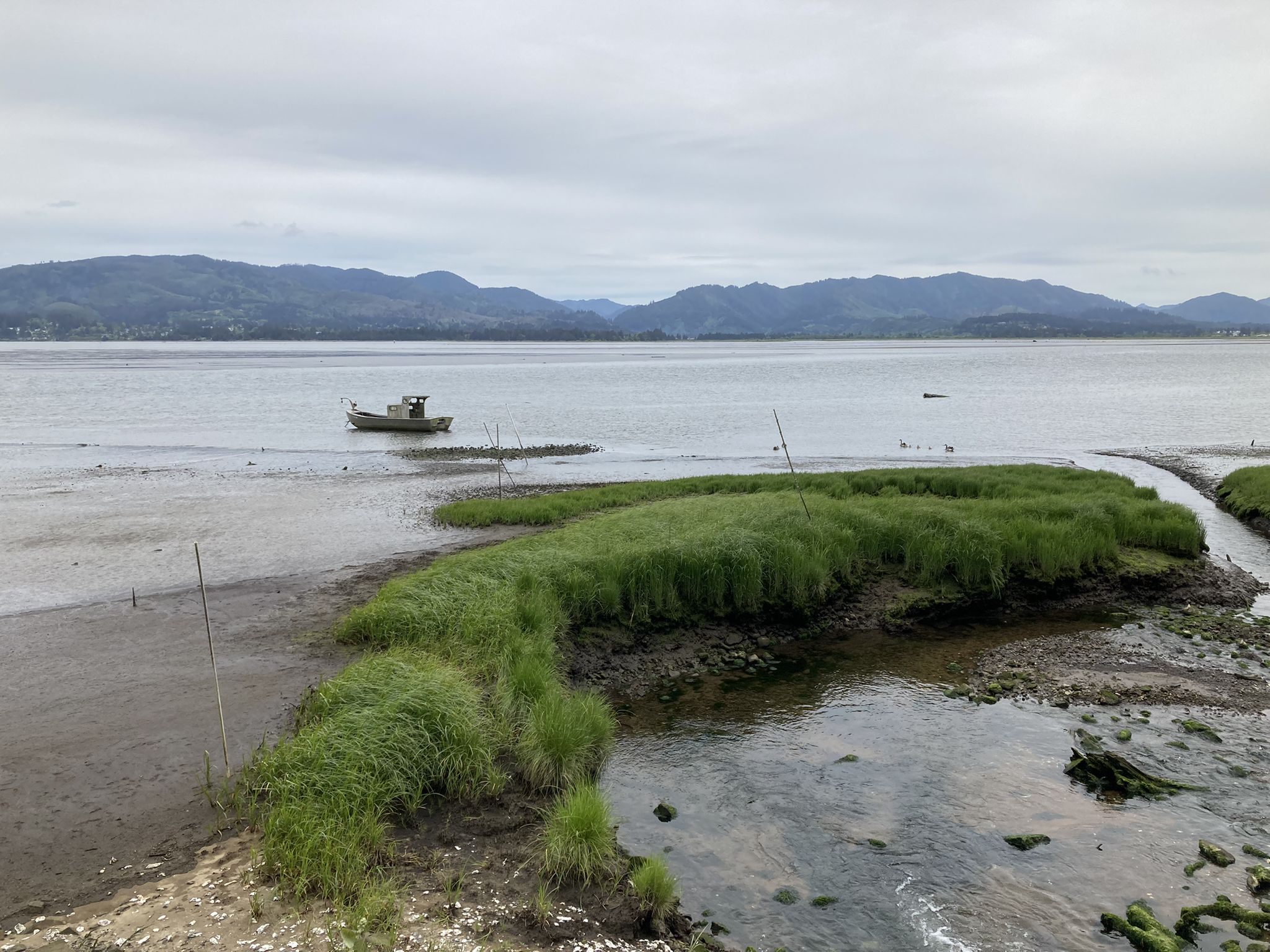 A small boat on calm water next to grassy marshland under an overcast sky. - Cape Meares Loop
