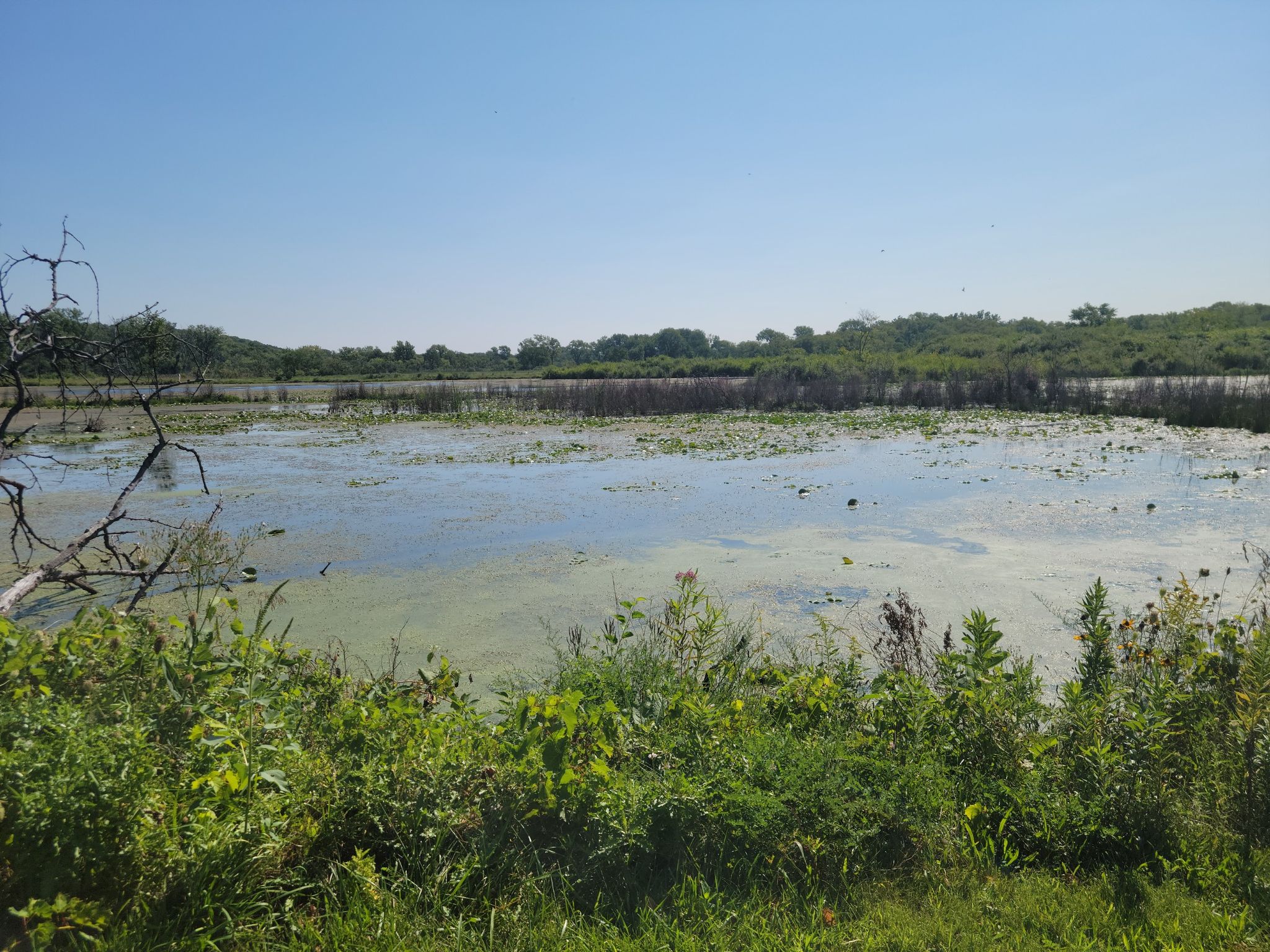 A marshy lake covered in green algae and lily pads under a clear blue sky. - Cal-Sag Trail and Centennial Trail