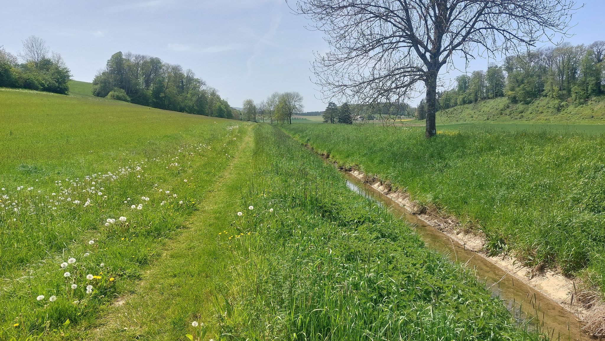 Grasweg nach Weisweil, rechts der Seegraben