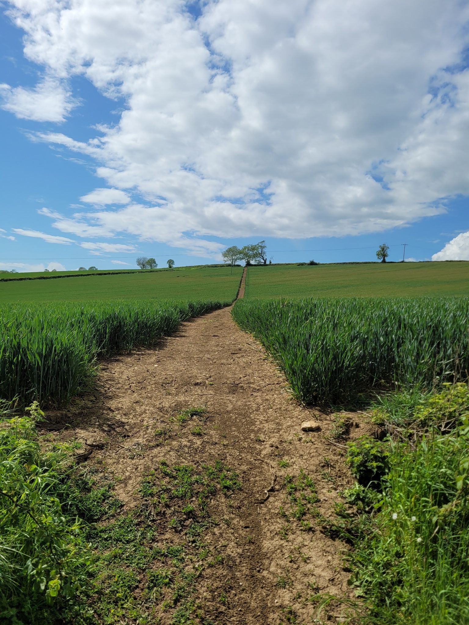 wheat field trails