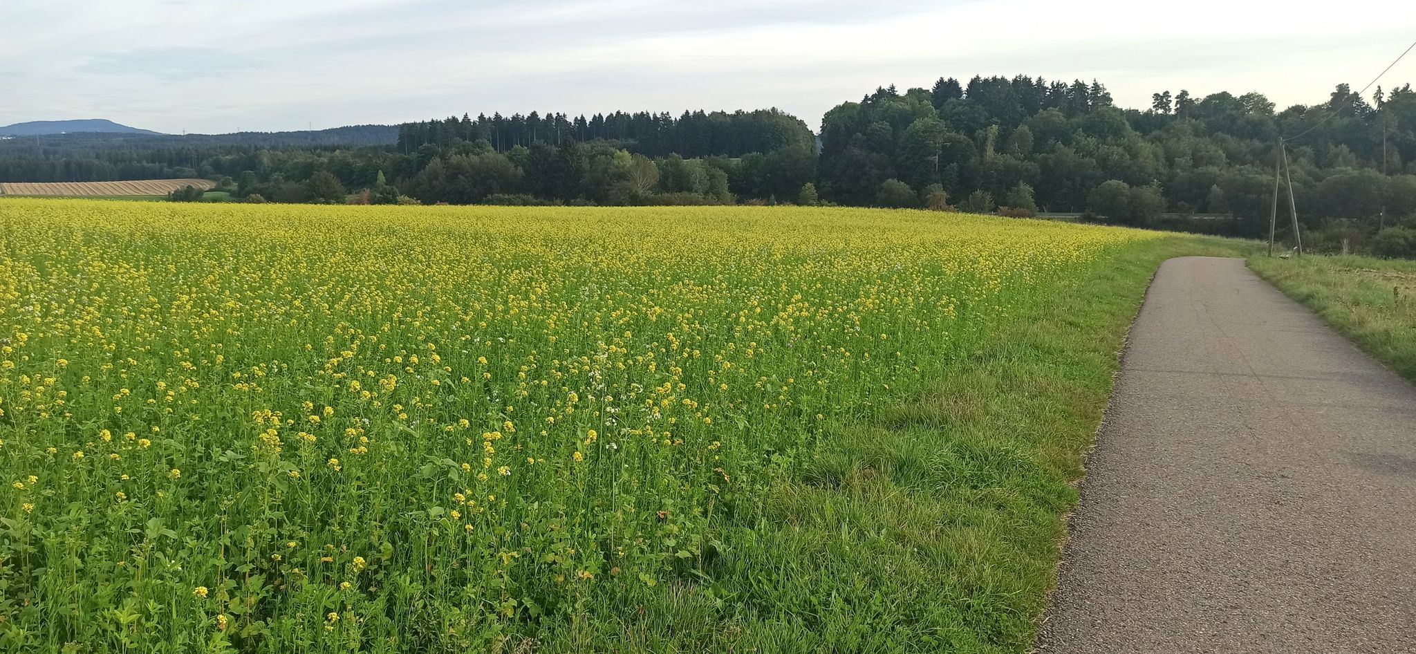 blühendes Feld