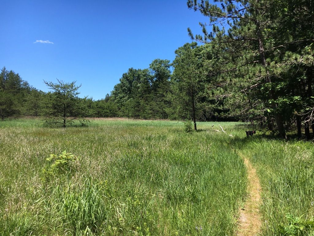 A narrow dirt path winds through a sunny green meadow towards a distant forest. - North Country Trail: 40th Street to White Cloud