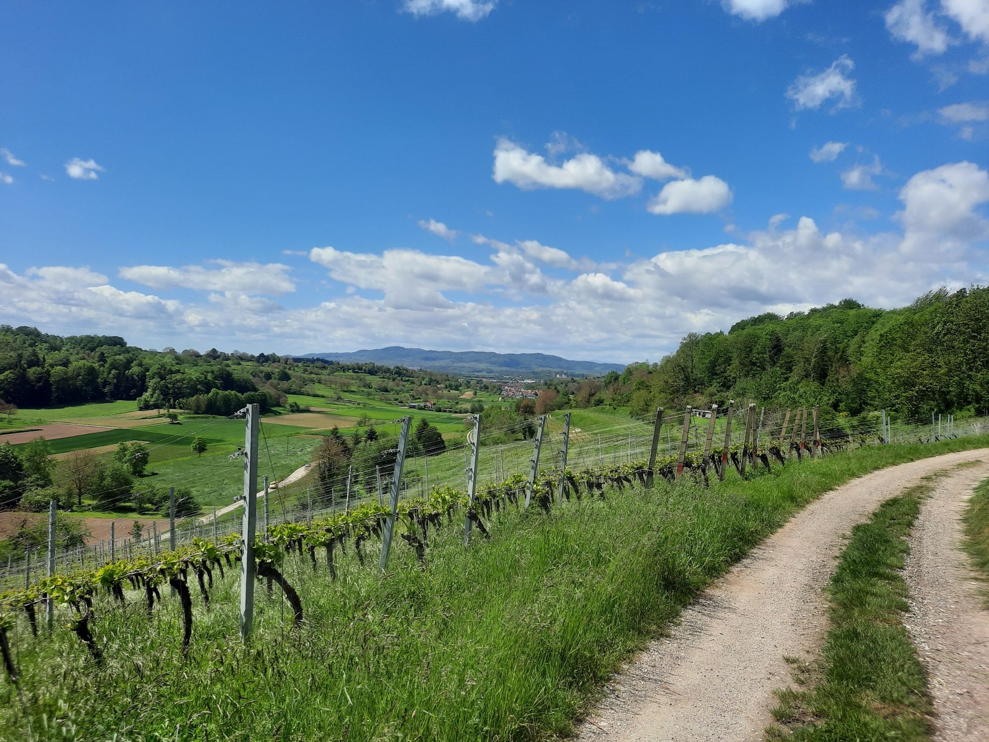 Blick auf Malterdingen und dahinter die alte Riegeler Brauerei 