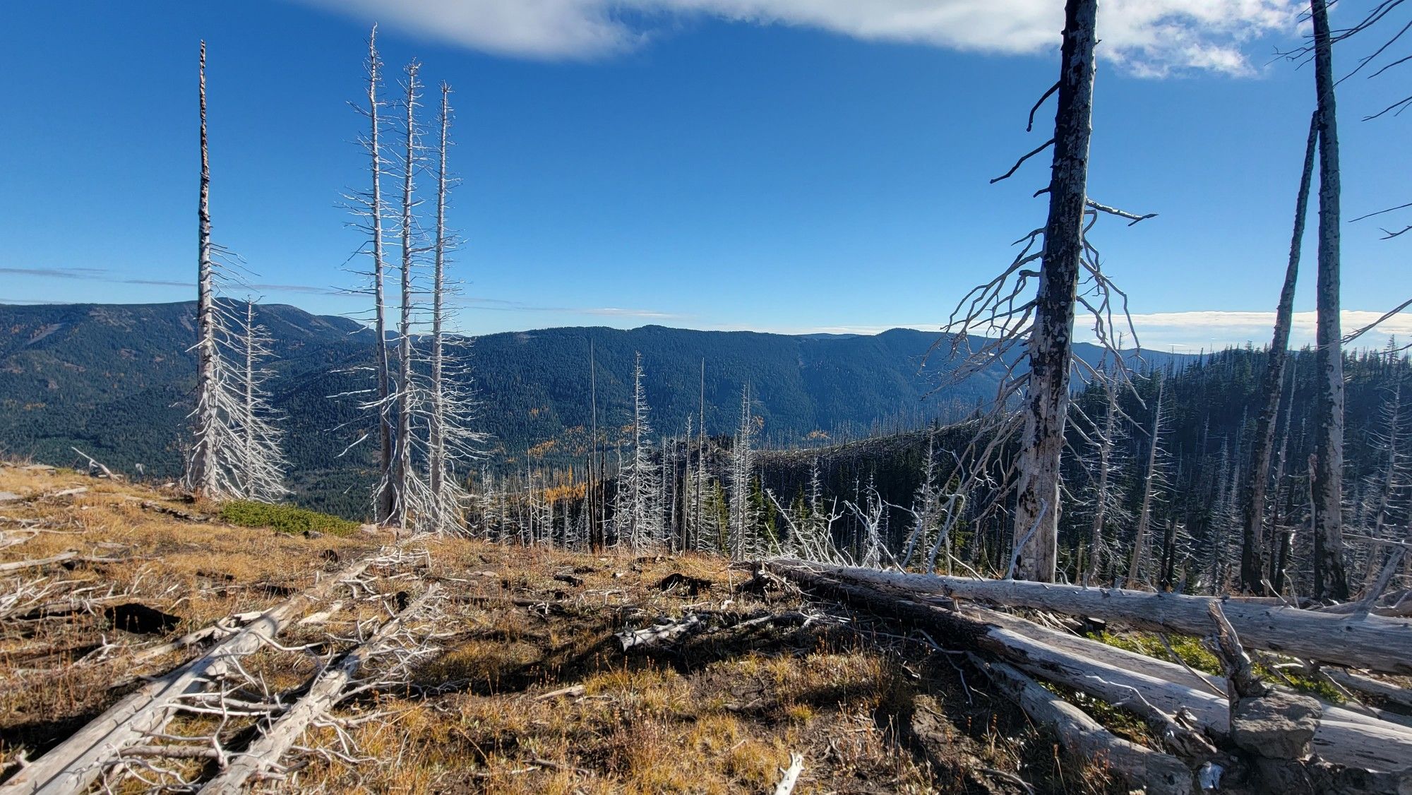 Numerous tall dead trees stand on a hillside overlooking distant mountains. - Elk Meadows and Bluegrass Ridge Loop