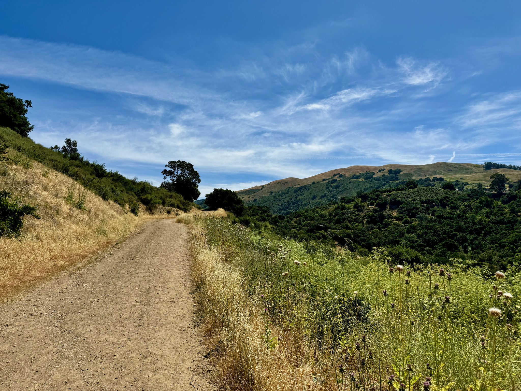 A wide dirt path alongside a grassy hillside under a bright blue sky. - Upper Penitencia Creek – Penitencia (Gross) Ponds loop from Cropley
