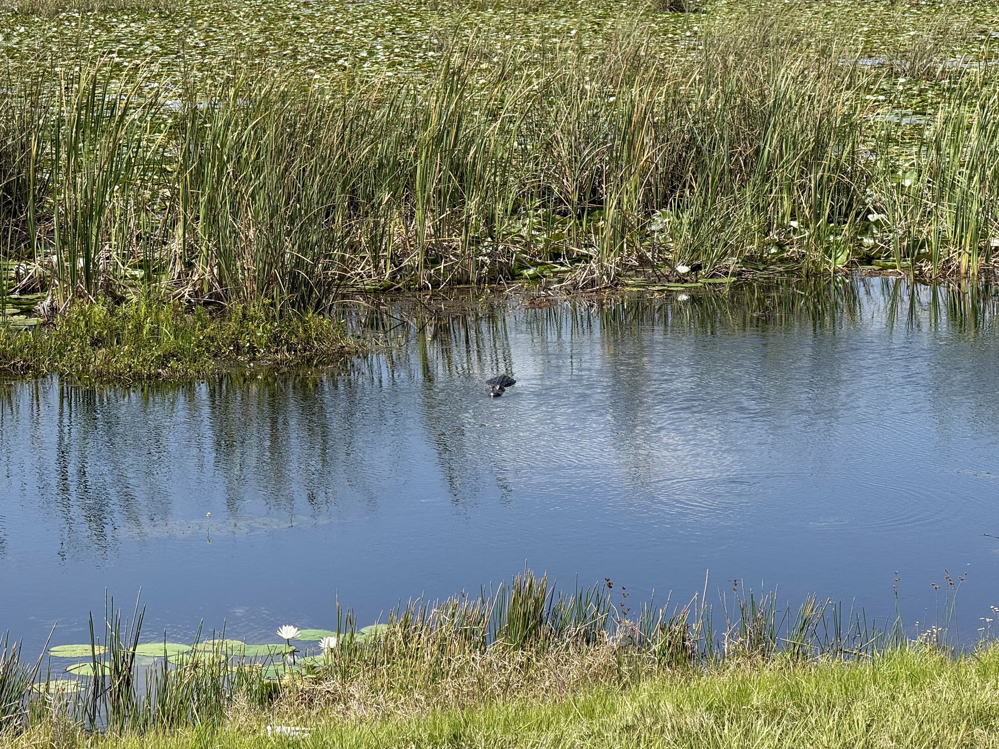 A dark bird swims in a narrow channel surrounded by green marsh. - Three Forks Conservation Area Loop