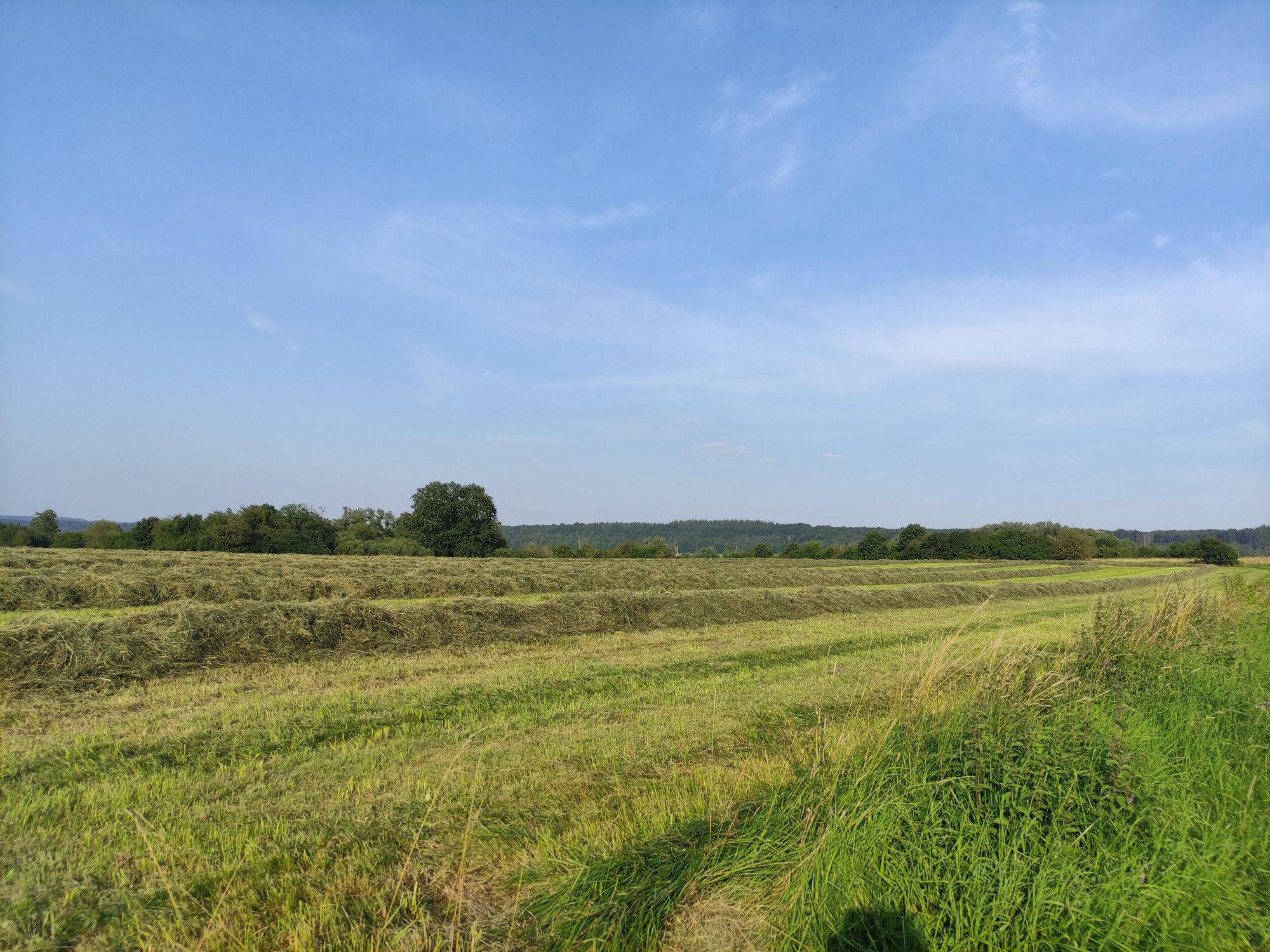 Hooiveld
