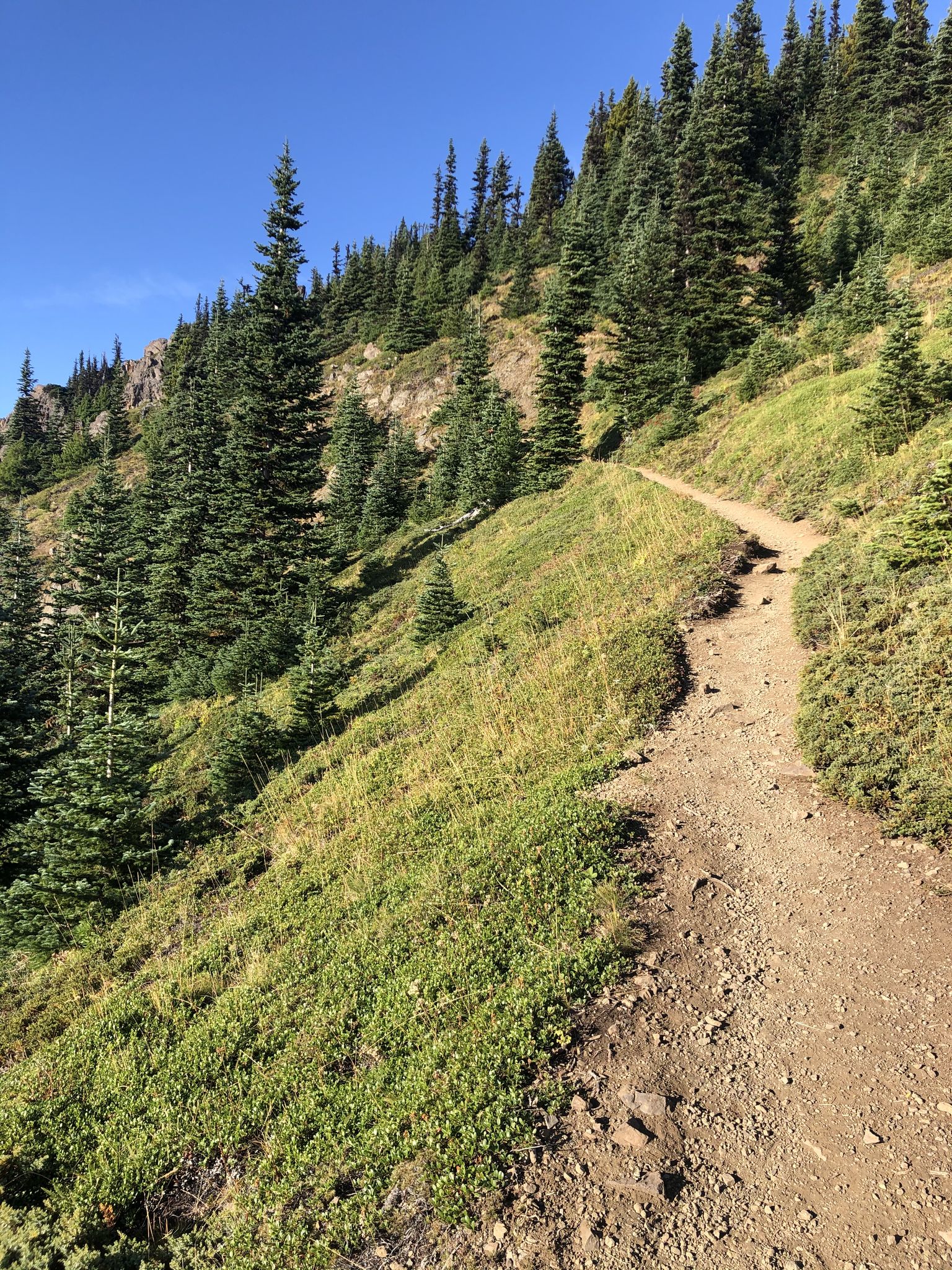 A narrow dirt path winds up a steep, forested mountain slope. - Mount Townsend Trail