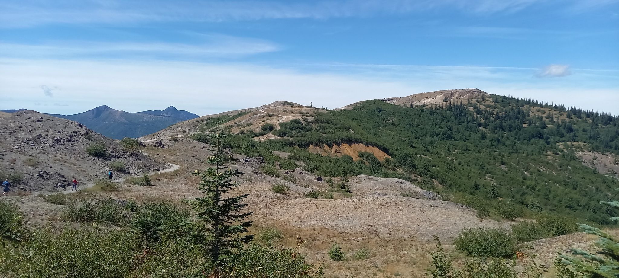 Sunny panoramic view of rolling hills covered in trees and sparse vegetation. - Johnston Ridge Observatory – Loowit Viewpoint loop from Mount St. Helens Science and Learning Center at Coldwater