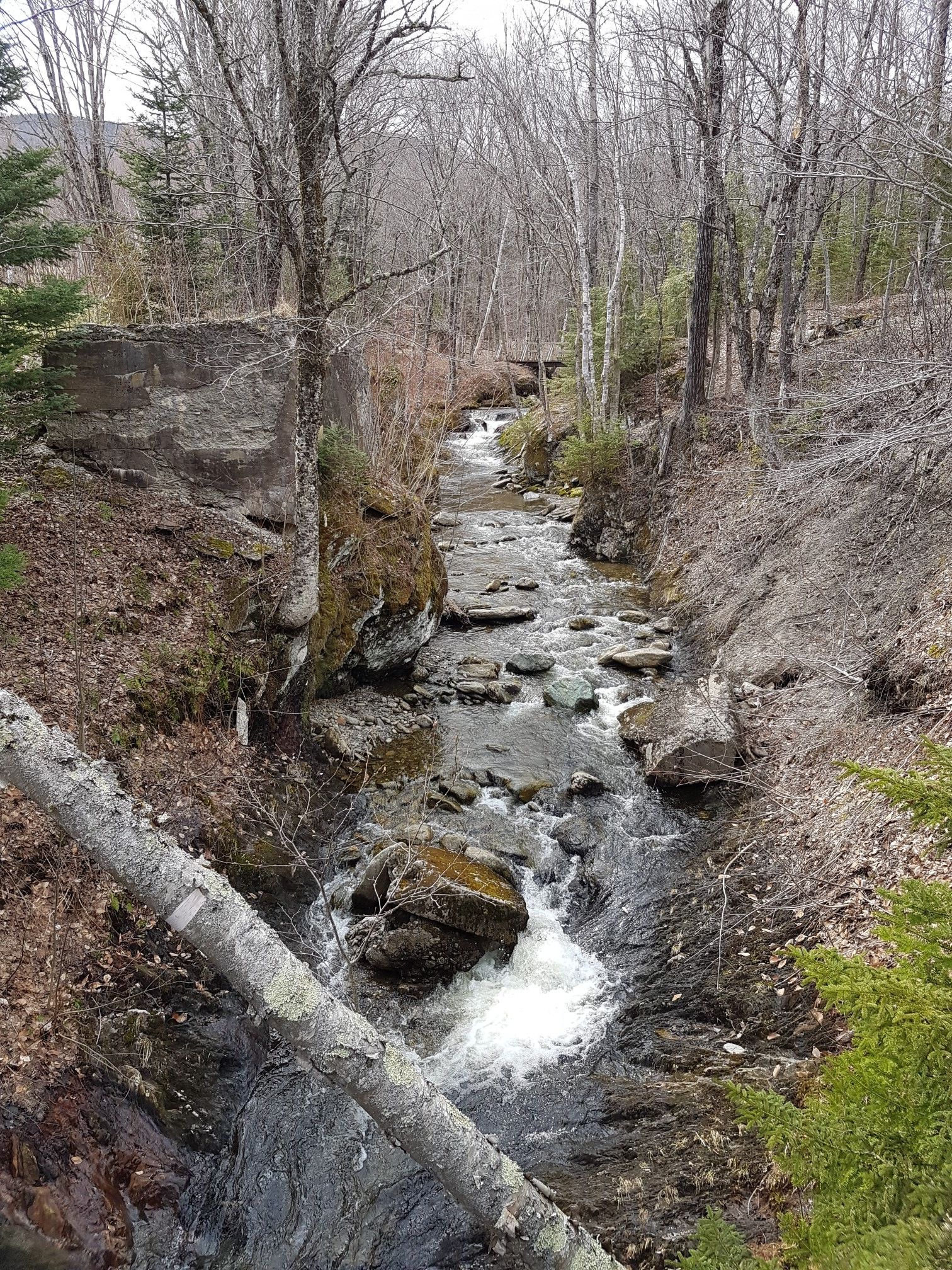 Rocky stream flowing through a wooded ravine with bare trees under overcast sky. - Upper Gorge and Papa's Trail Loop