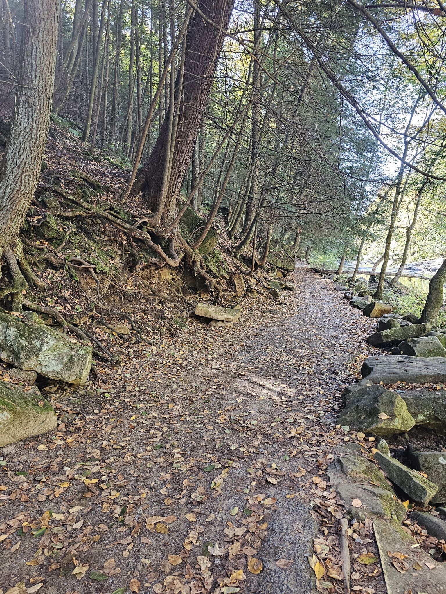 A leaf-covered forest path winds alongside a river with exposed tree roots. - Lawrence County High Point – McConnells Mill State Park loop from Hells Hollow Falls
